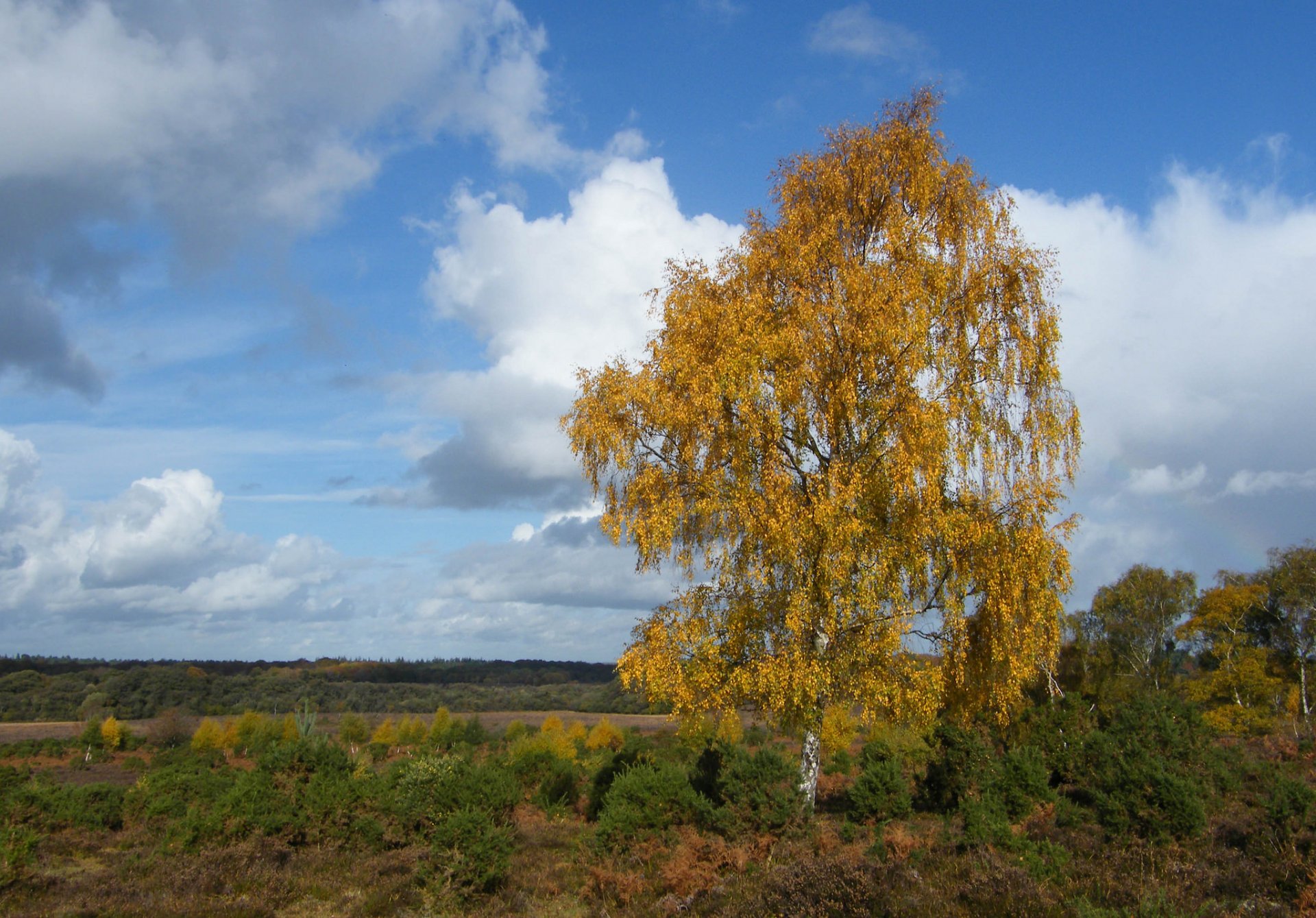 himmel wolken baum birke herbst feld