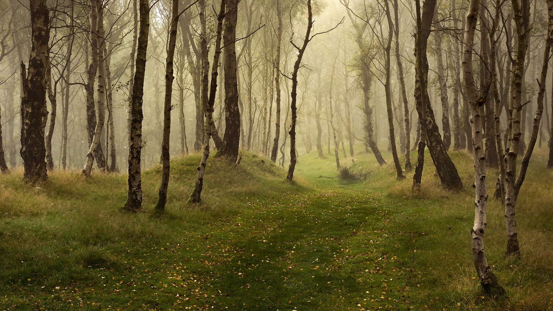 bosque naturaleza otoño