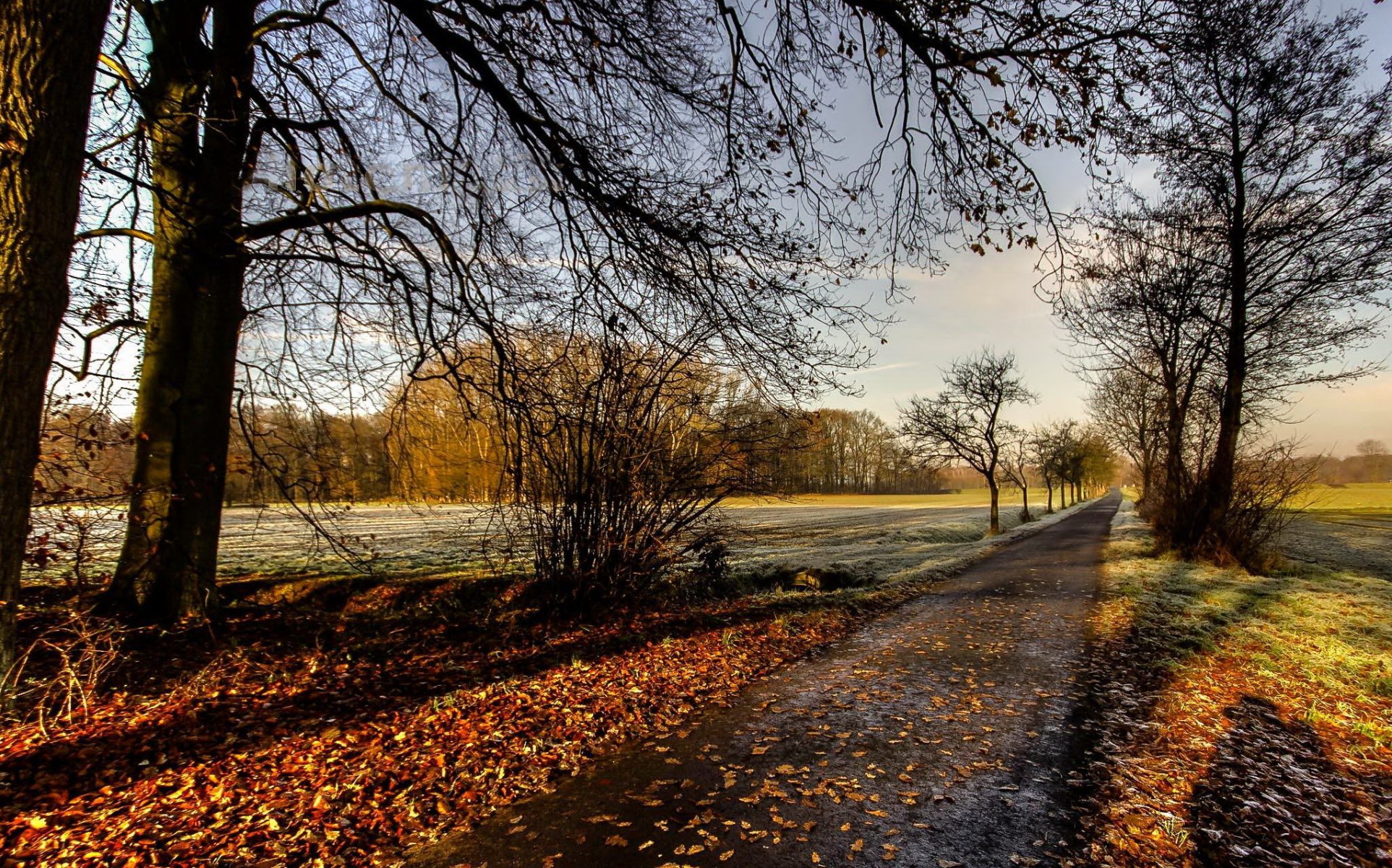 straße bäume herbst natur