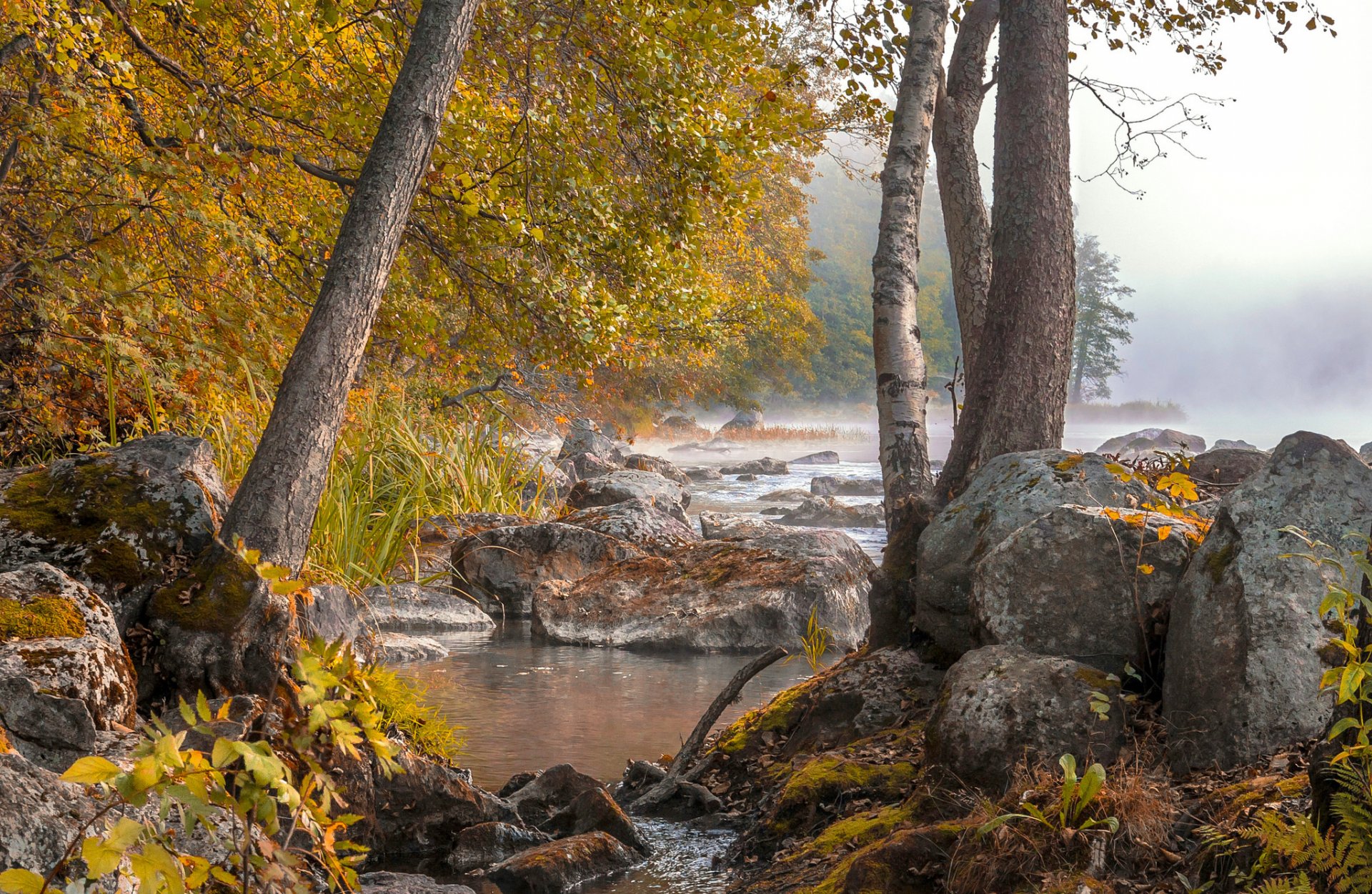 foresta fiume autunno nebbia rocce acqua alberi