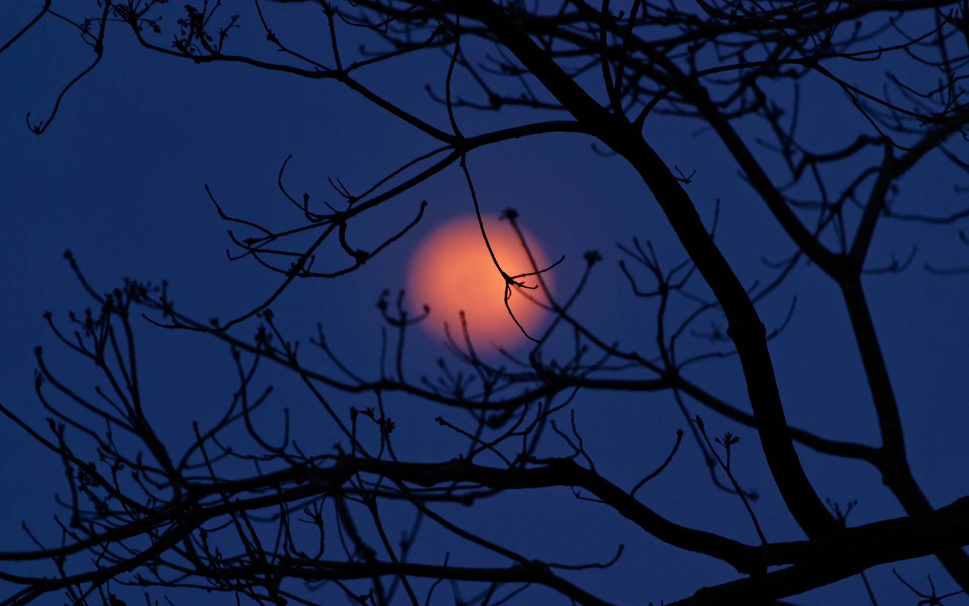 tabasco mexique ciel nuages lune nuit arbre silhouette