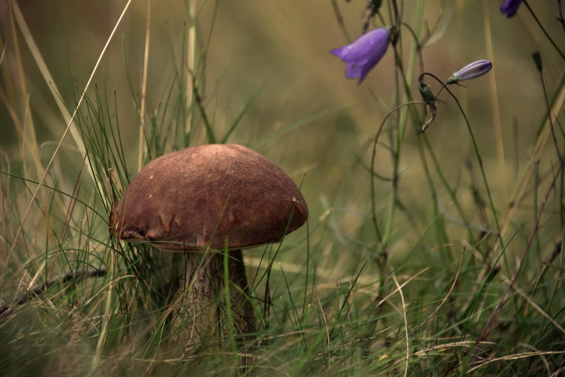 champignon nature automne