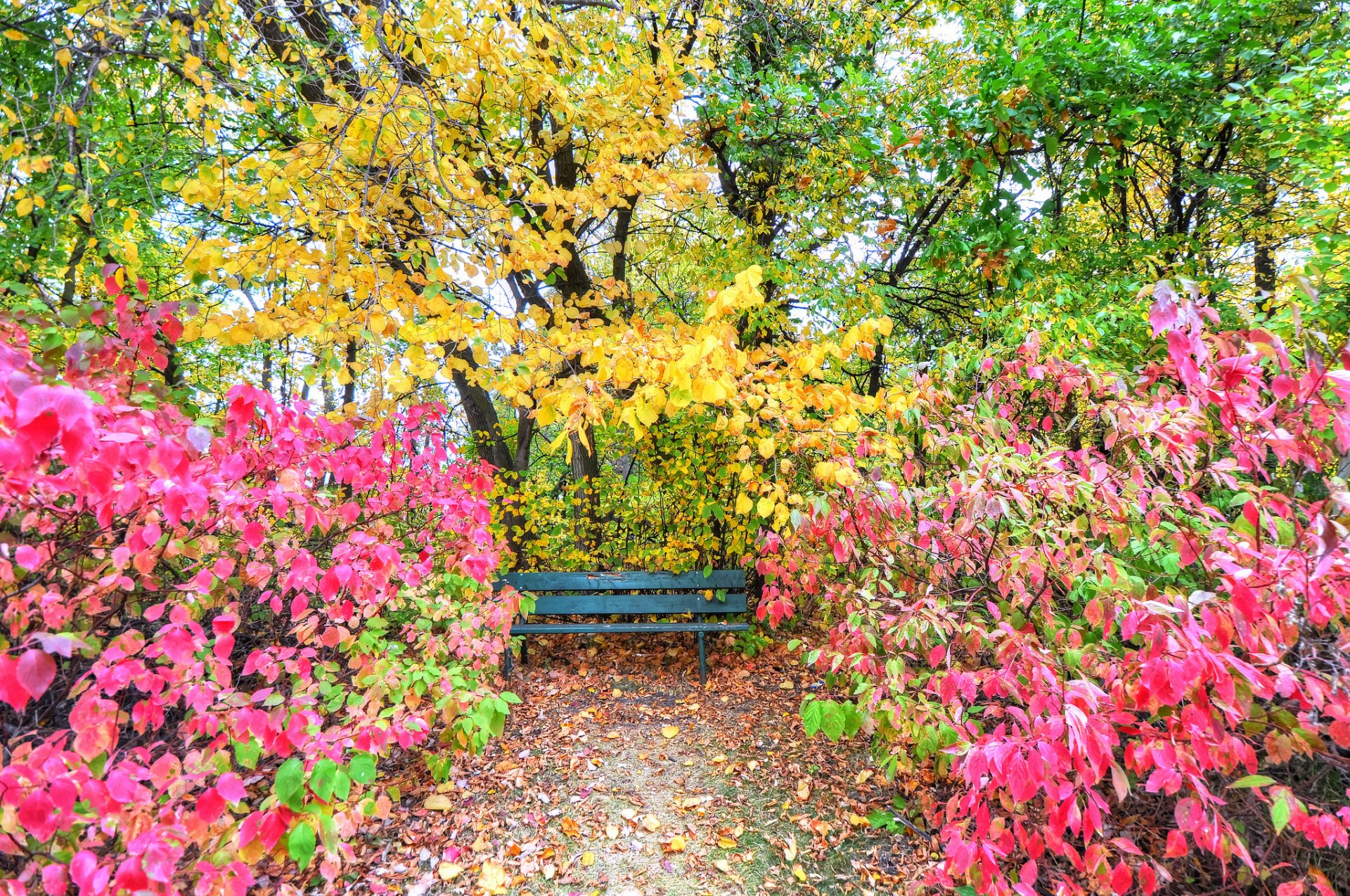 parque jardín árboles arbustos hojas otoño