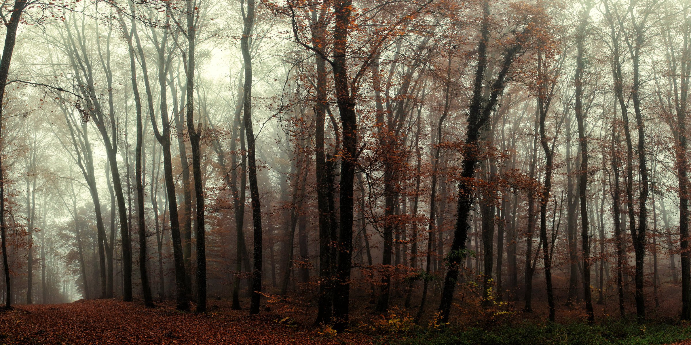 herbst wald bäume nebel wanderweg