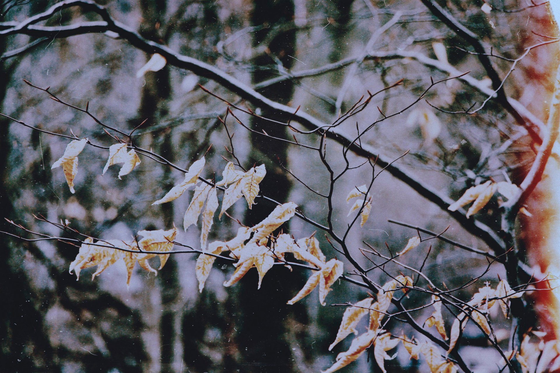 herbst regen blätter herbst filter