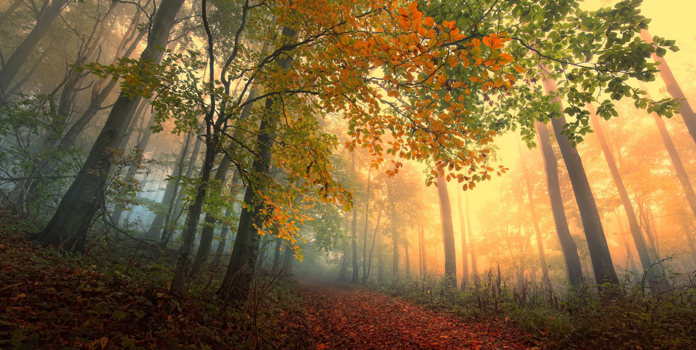 herbst bäume wald blätter fußweg nebel