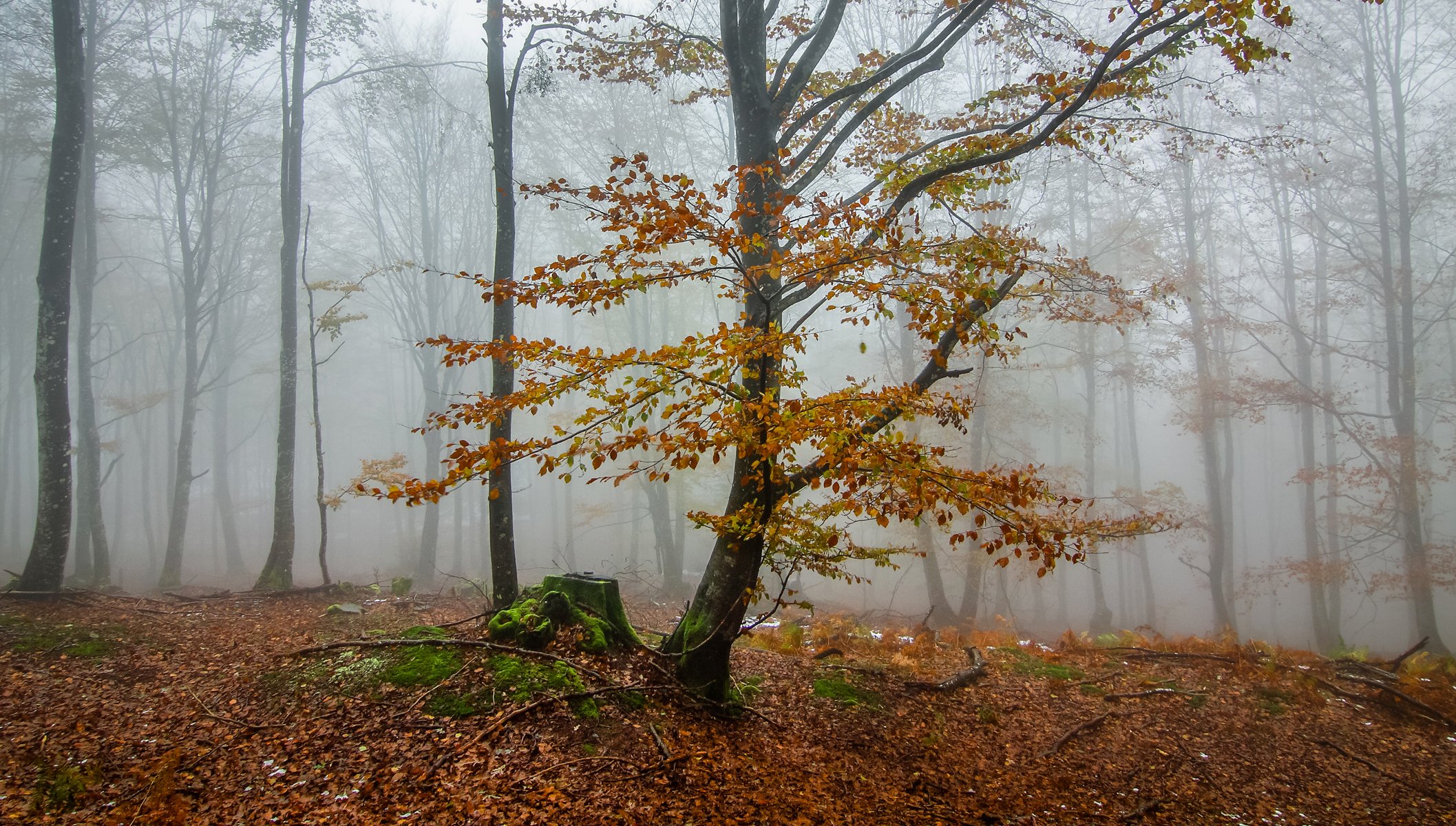 foresta alberi autunno nebbia