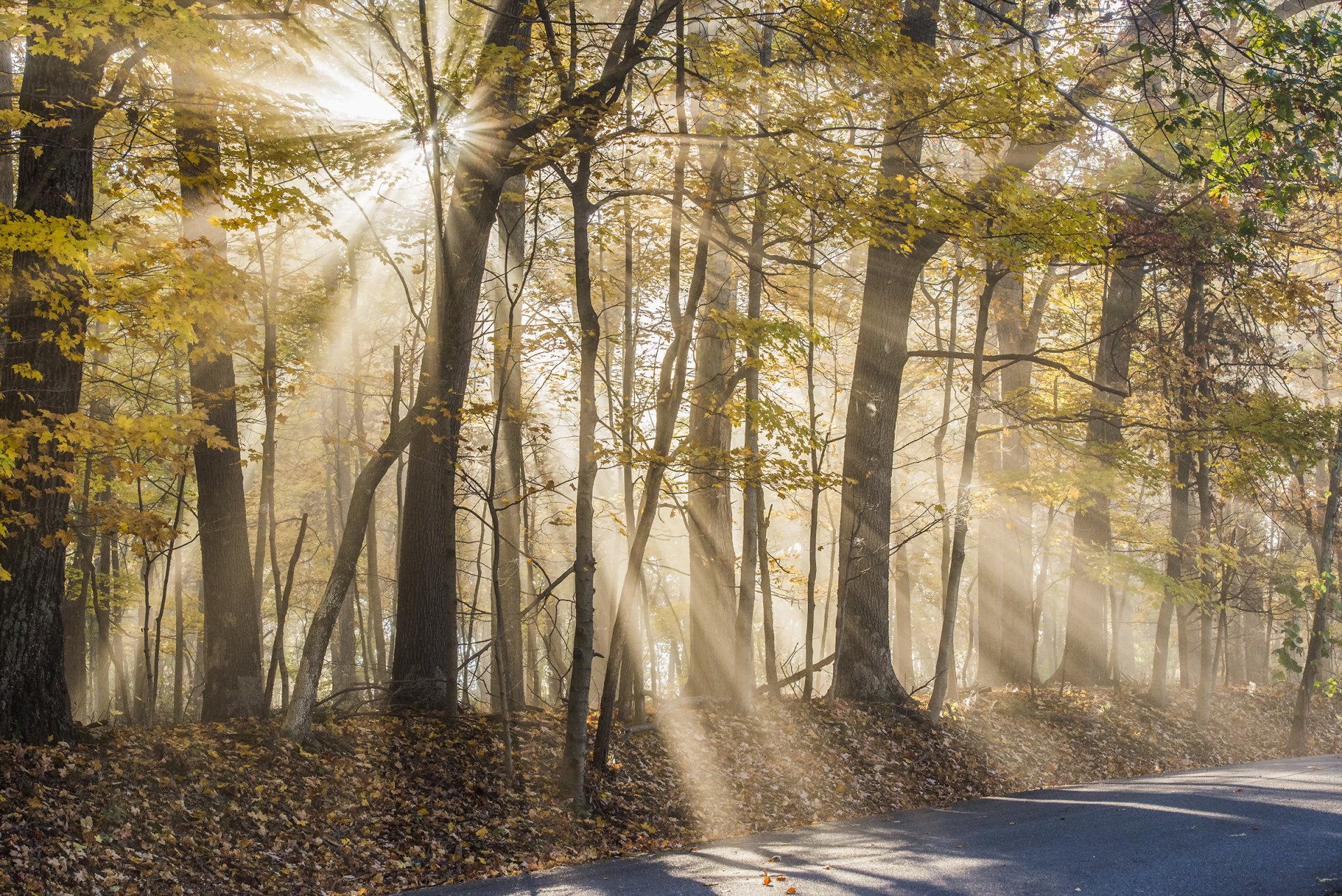 straße bäume natur herbst