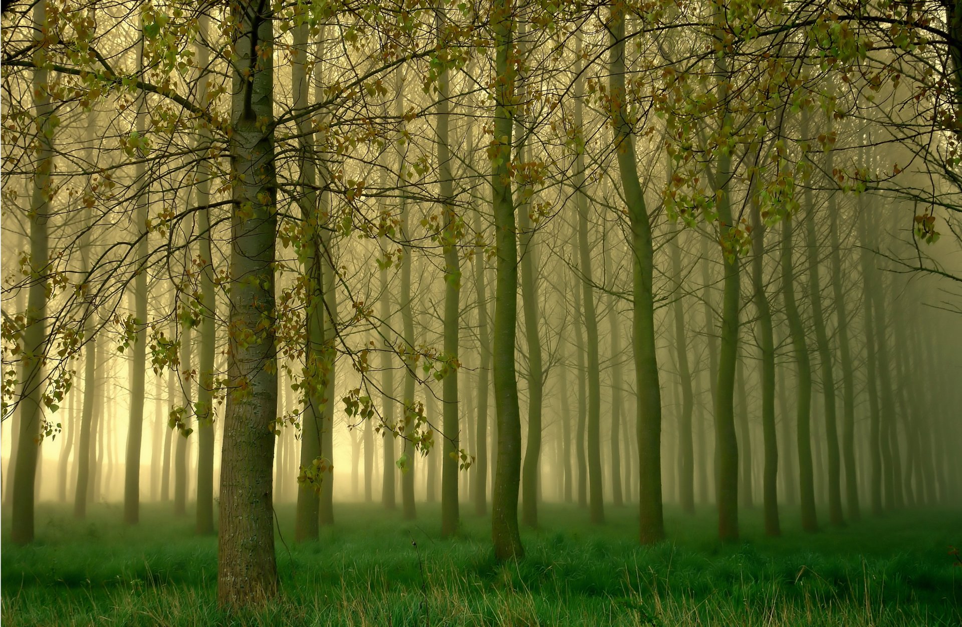 bosque árboles niebla arboleda