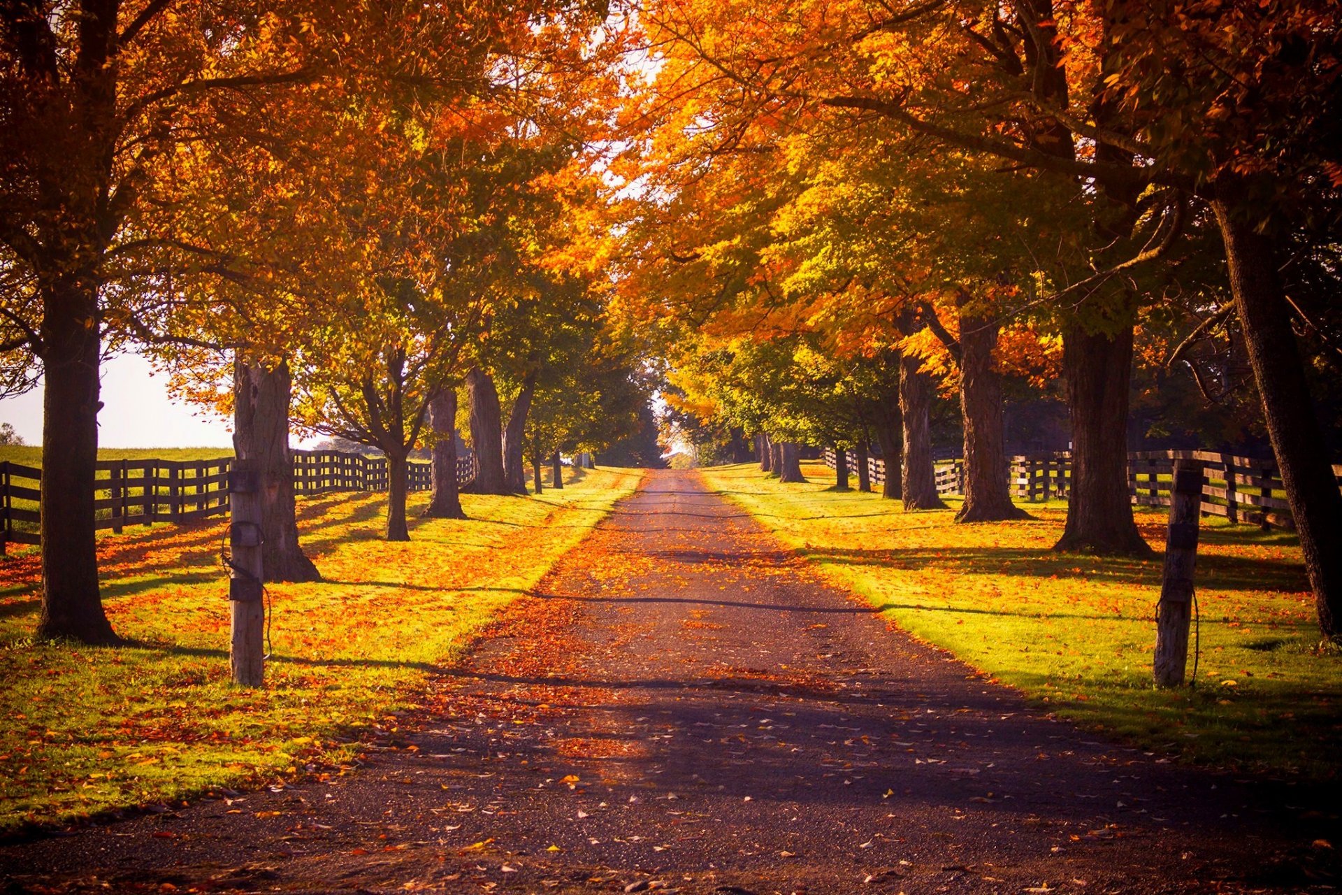 natura foresta parco alberi foglie colorato strada autunno caduta colori passeggiata