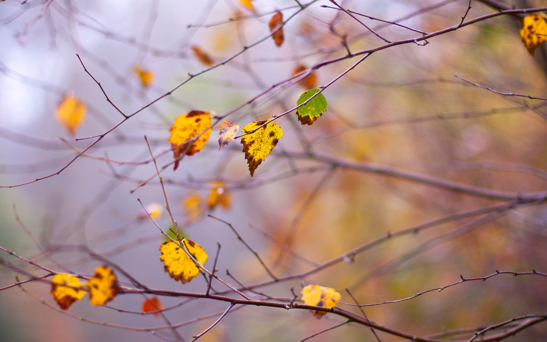 autunno rami rami foglie dervo