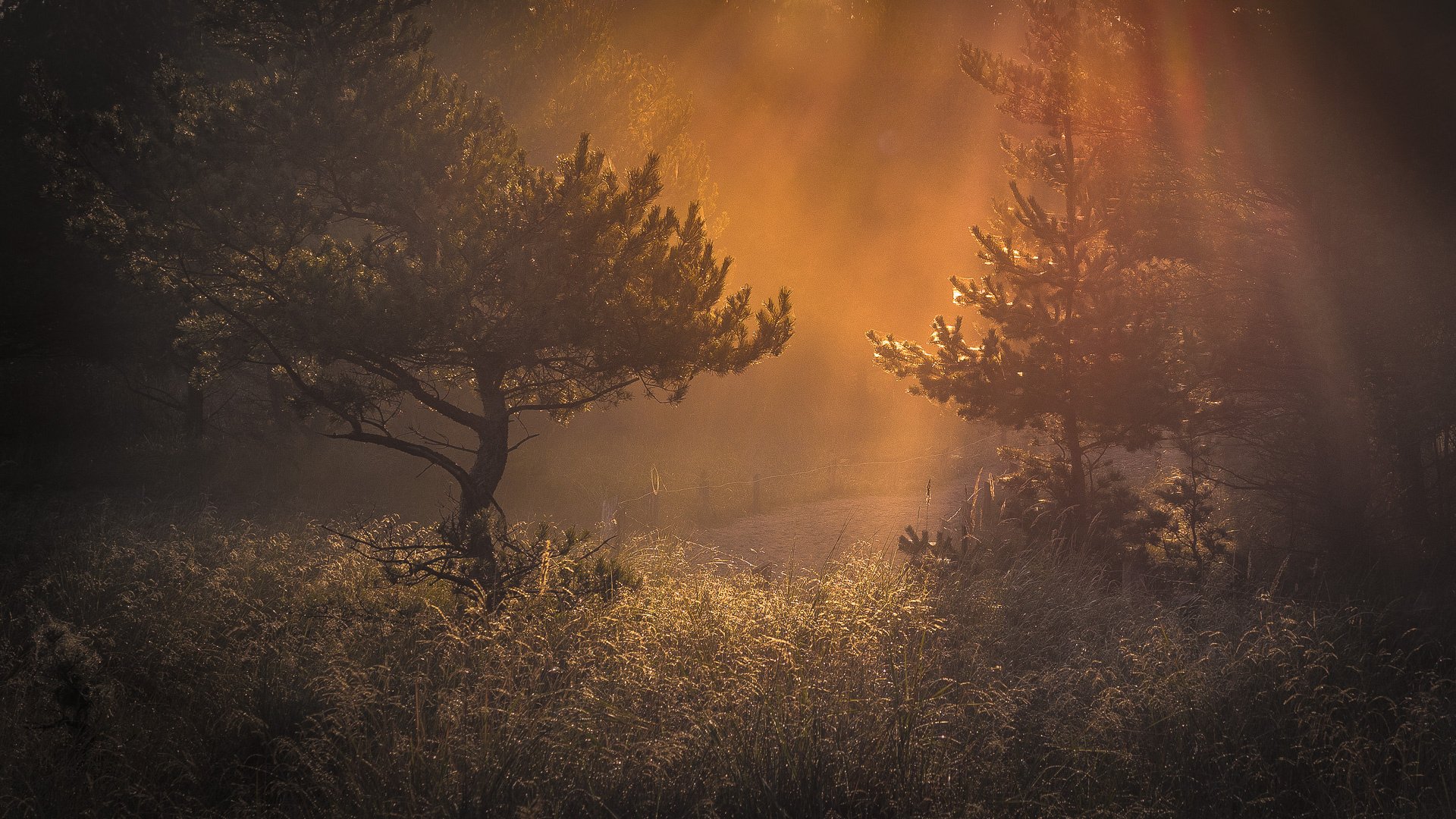 wald morgen licht gras dunst