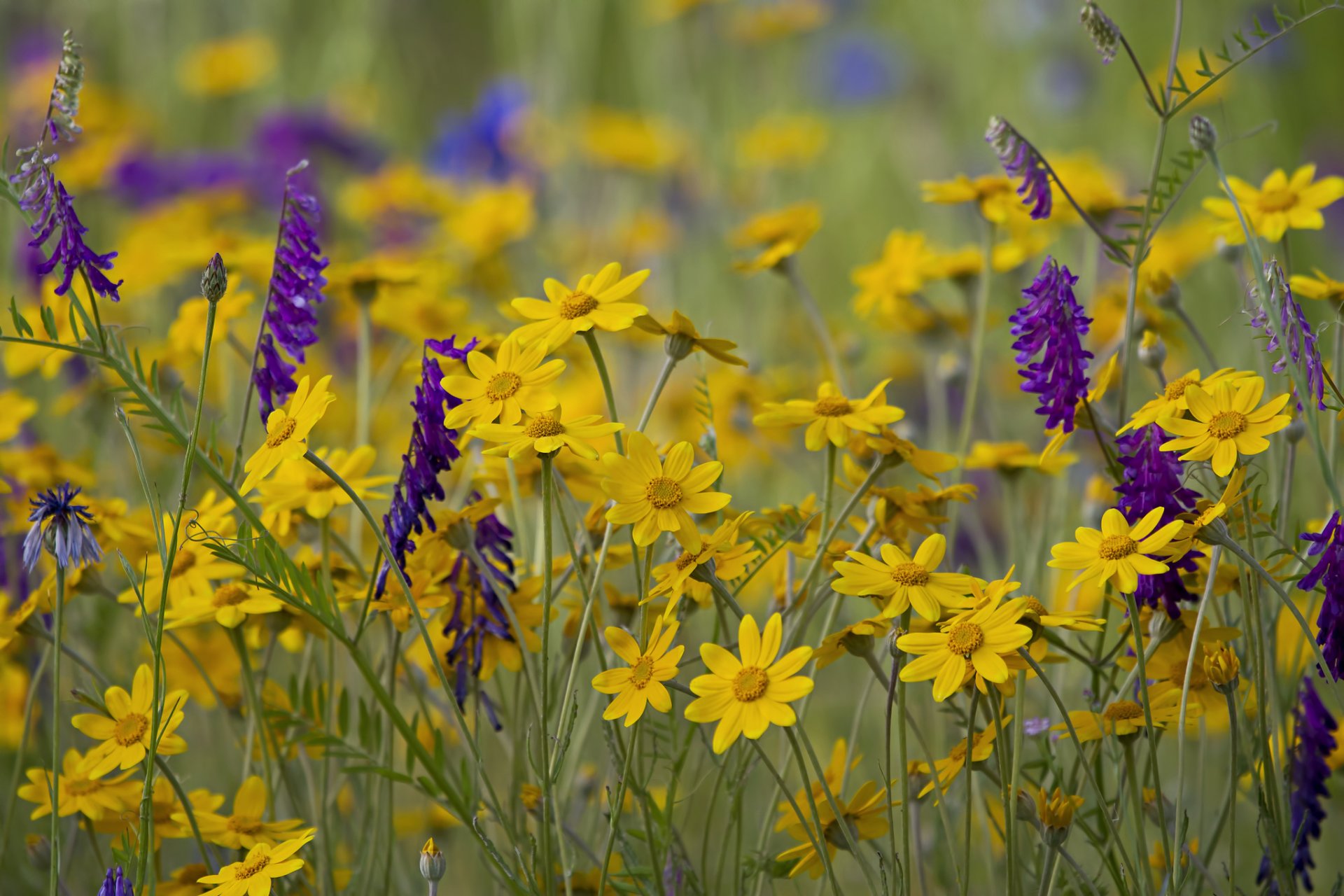 champ prairie fleurs herbe pétales