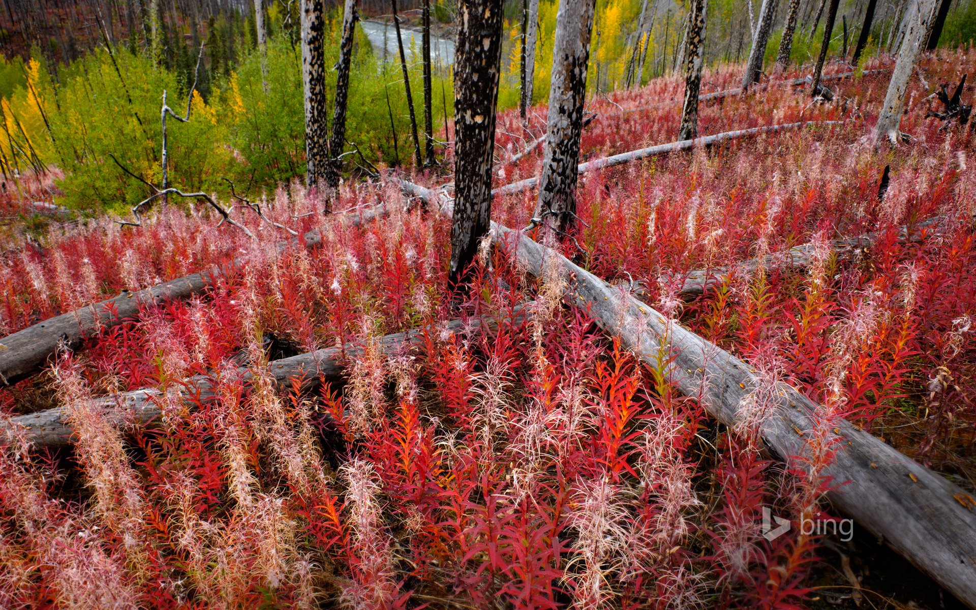 british columbia canada willow-herb grass forest tree river