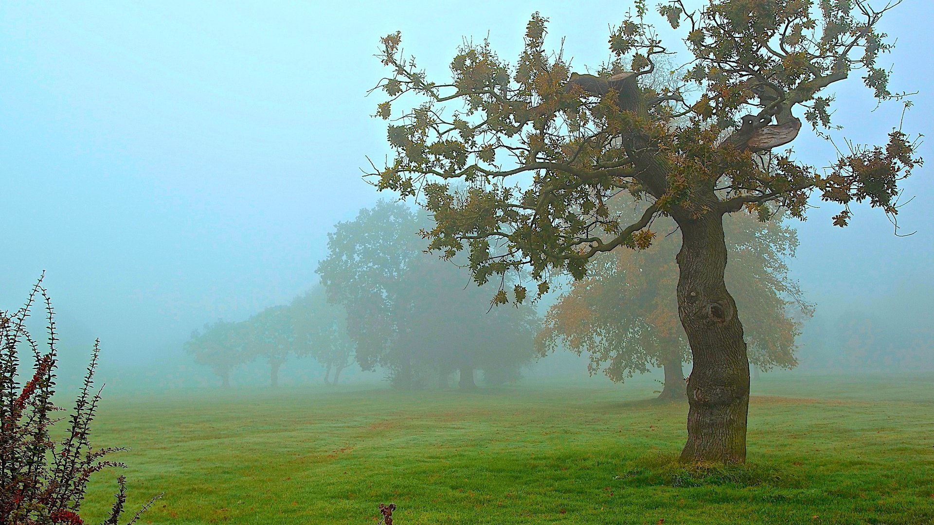 feld gras baum nebel herbst