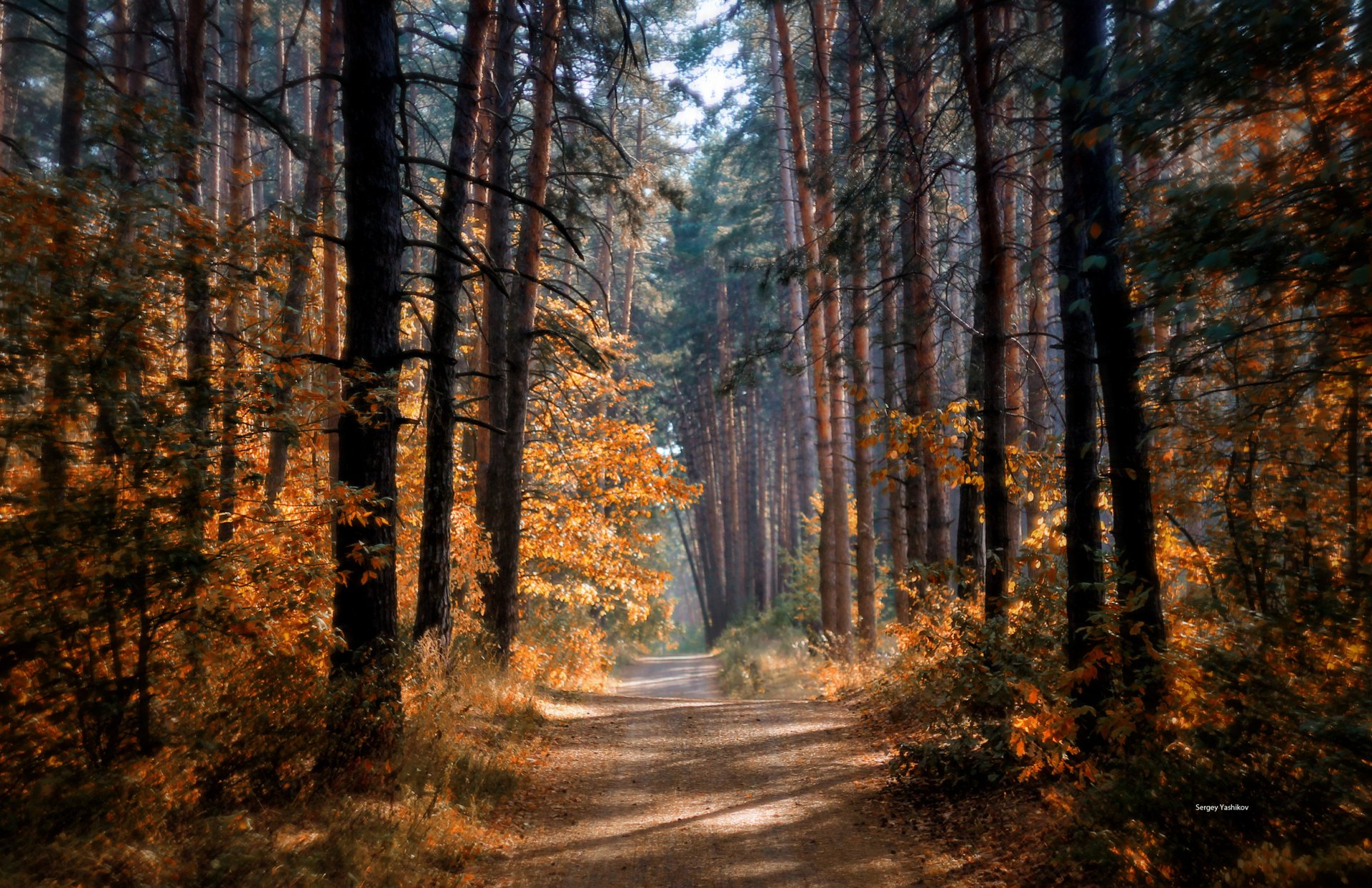 herbst wald straße bäume sonne