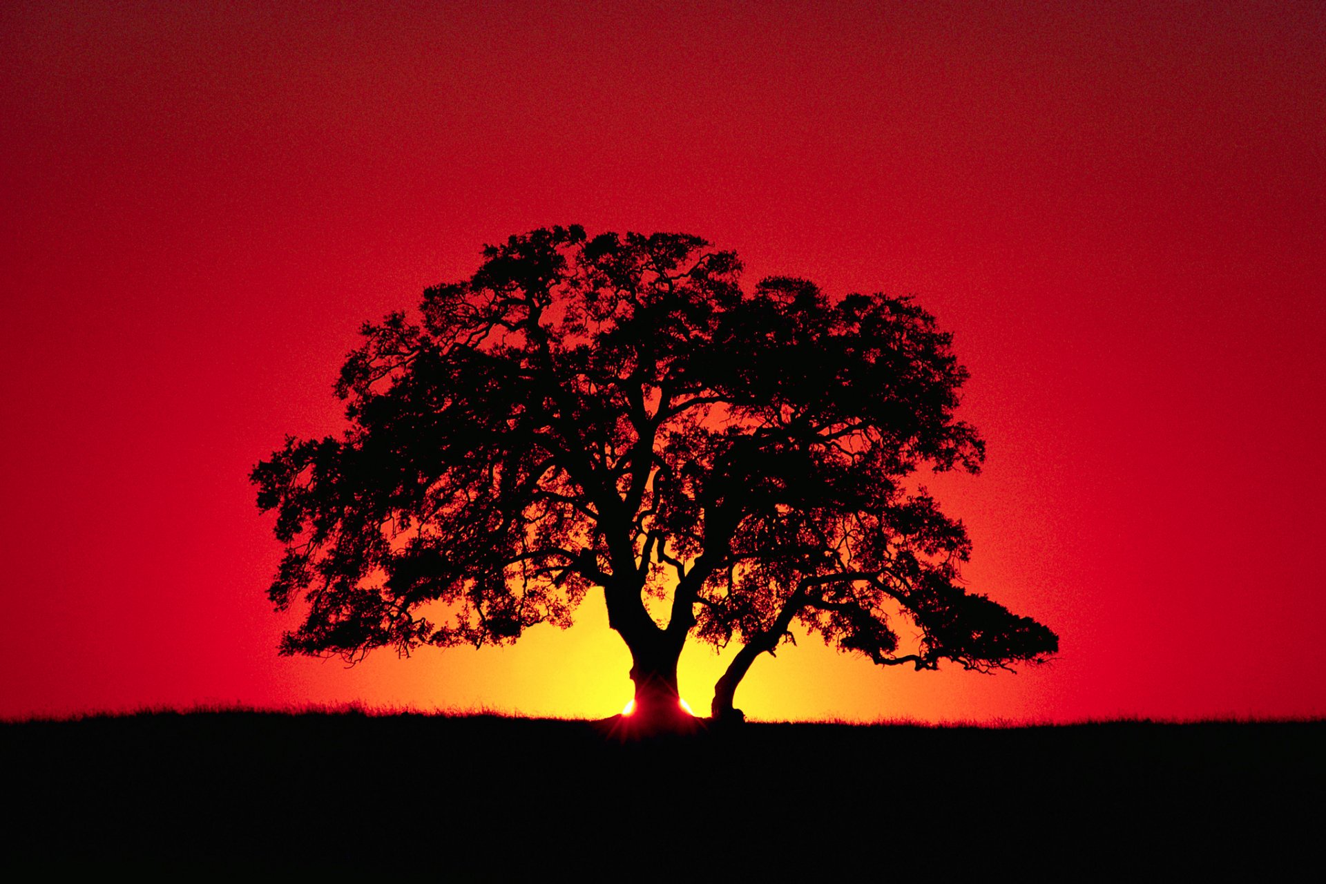 ciel horizon coucher de soleil rayons arbre silhouette