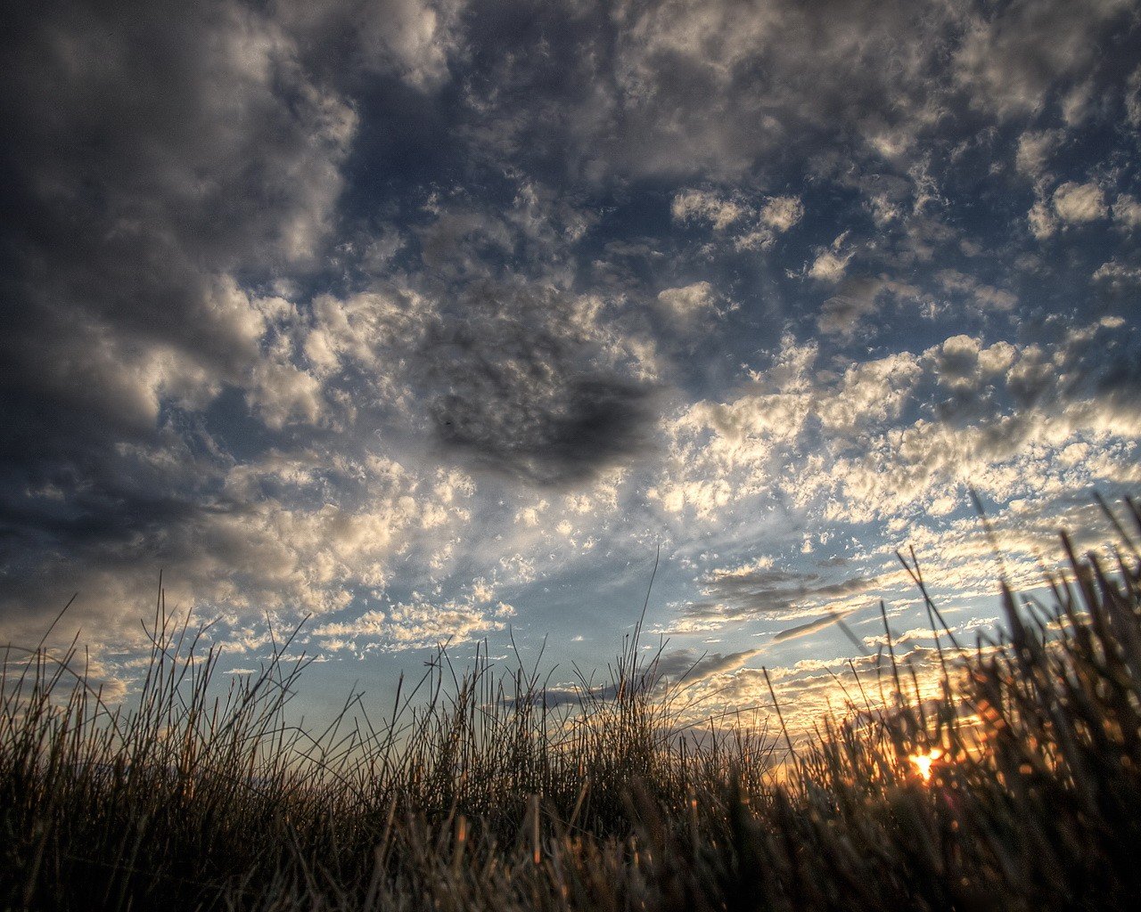 night forest bog sky sunrise