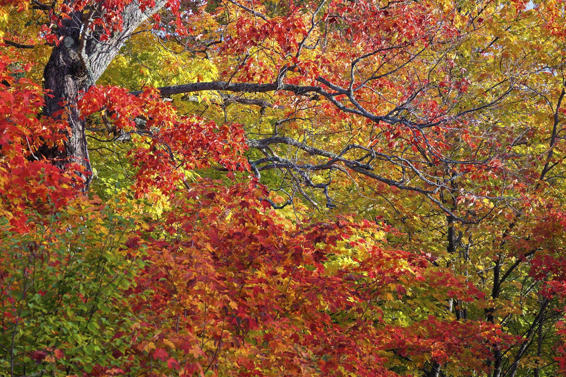 automne arbres branches feuilles