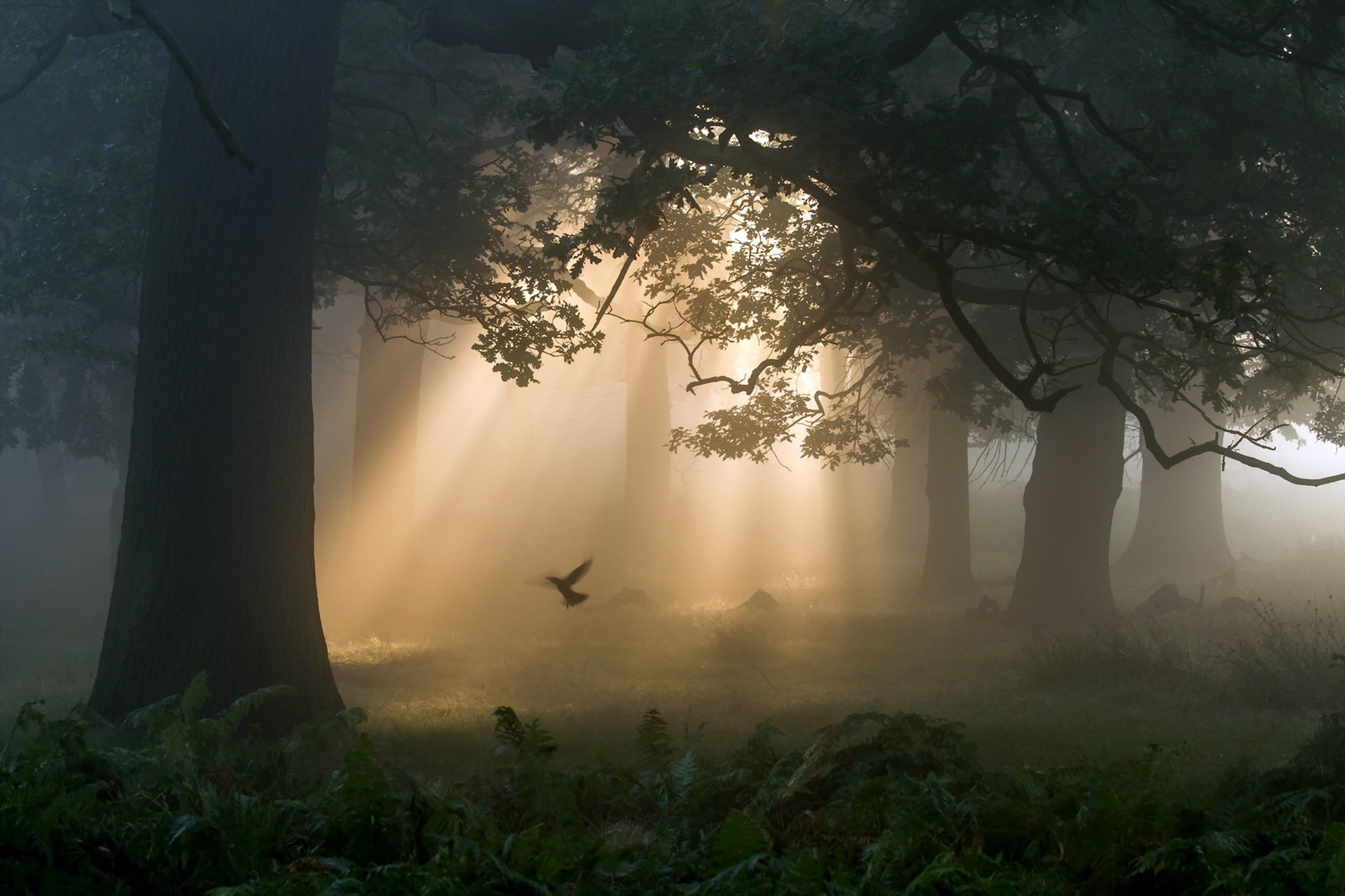 matin brouillard lumière