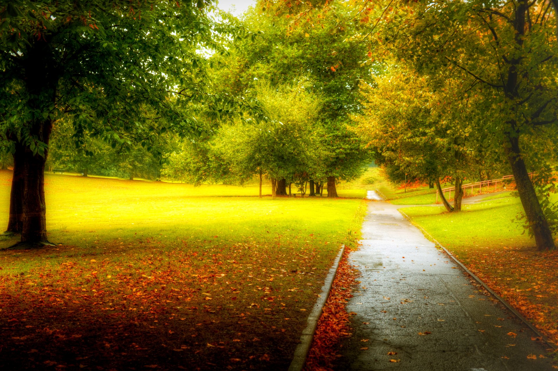 nature forest park trees leaves colorful road autumn fall colors walk