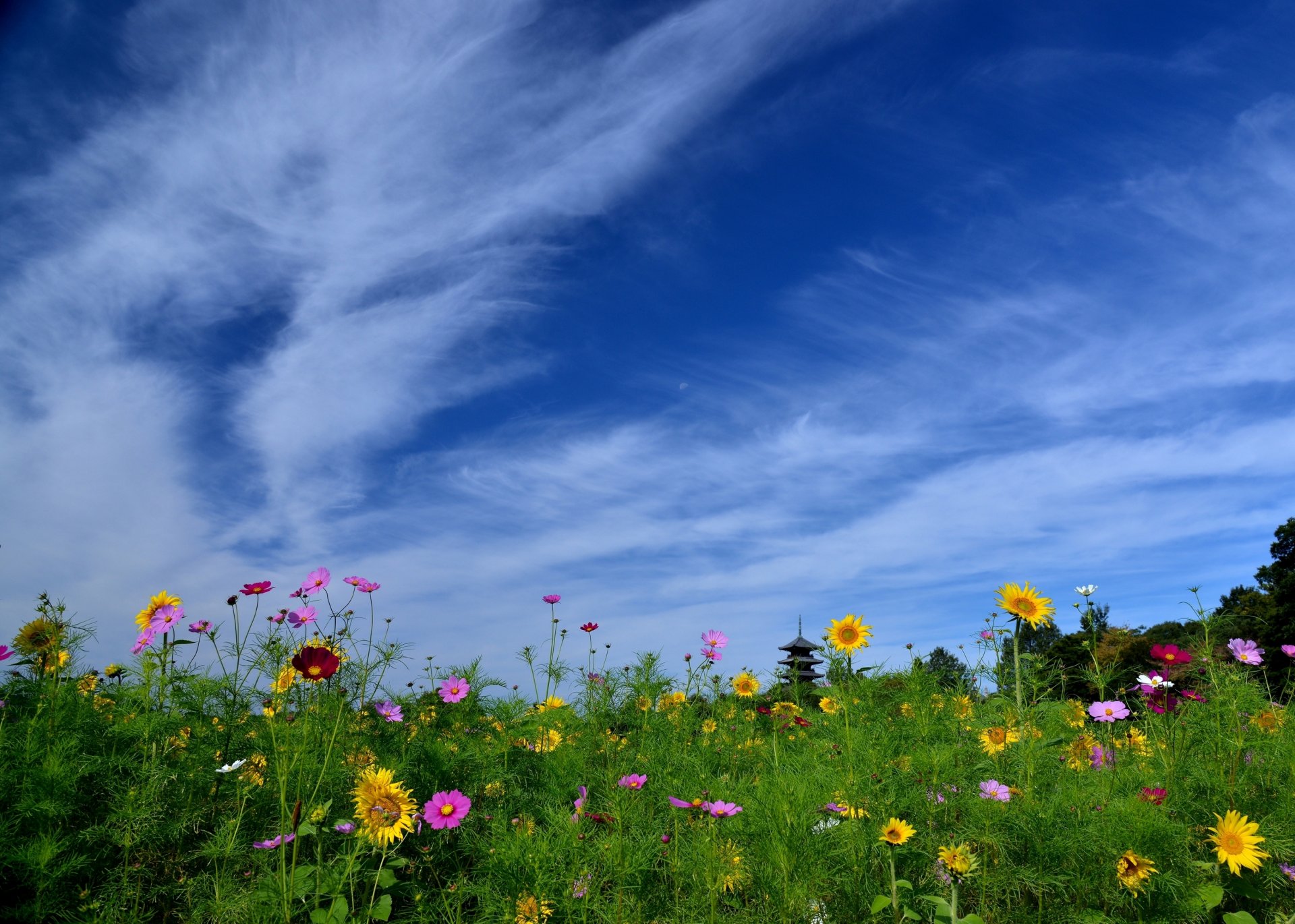 bitchu kokubundi-tempel okayama japan pagode blumen sonnenblumen kosmeus himmel