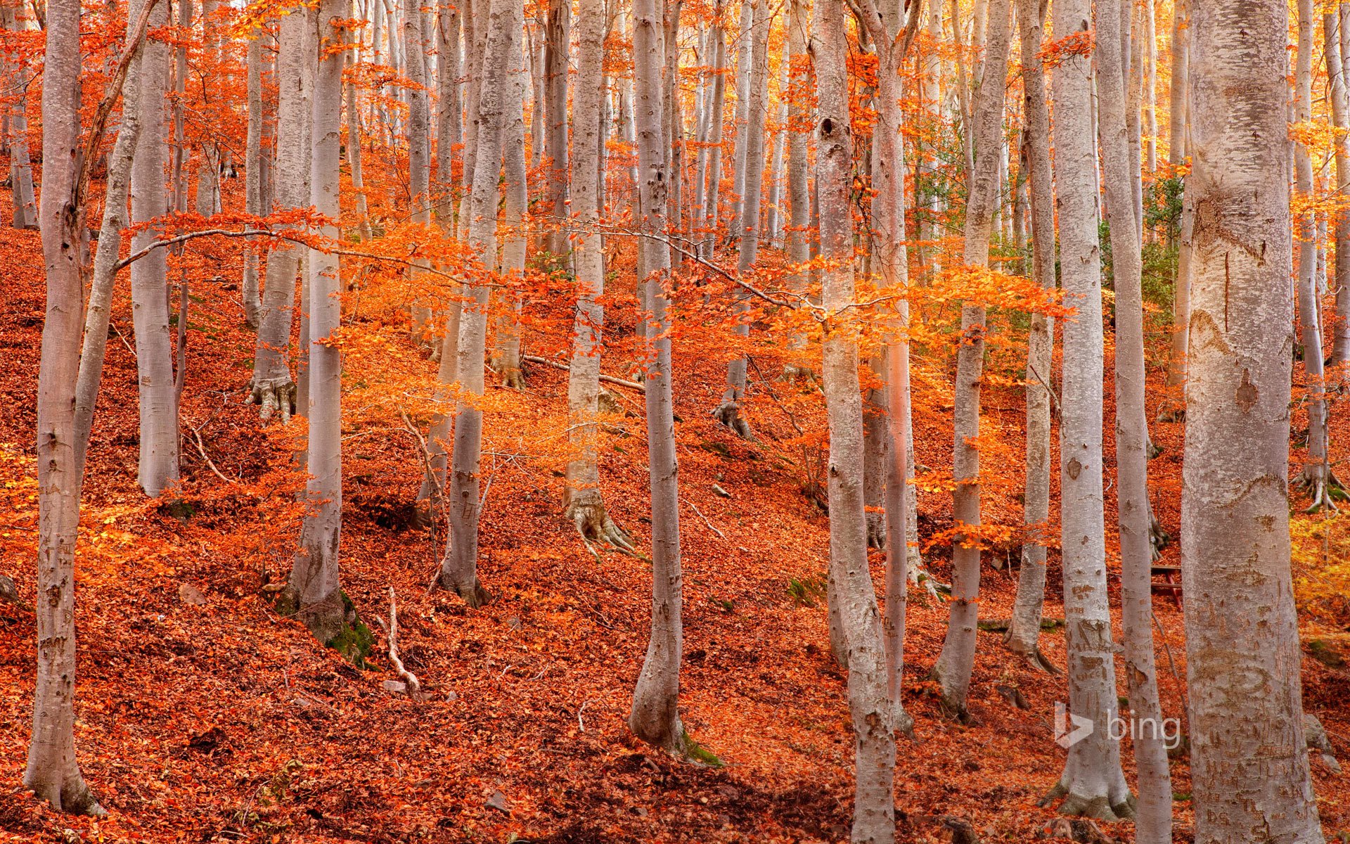 natural park of the dehesa de moncayo zaragoza spain tree aspen slope leaves autumn