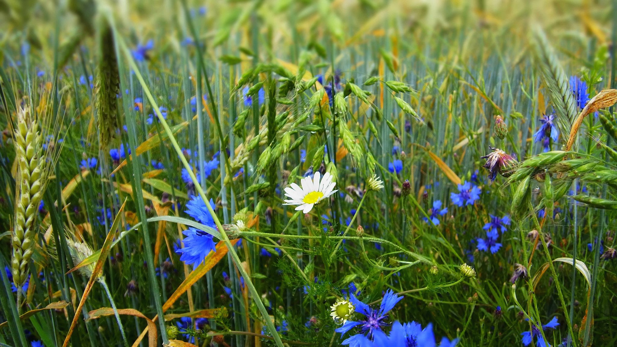 hierba campo prado flores margarita