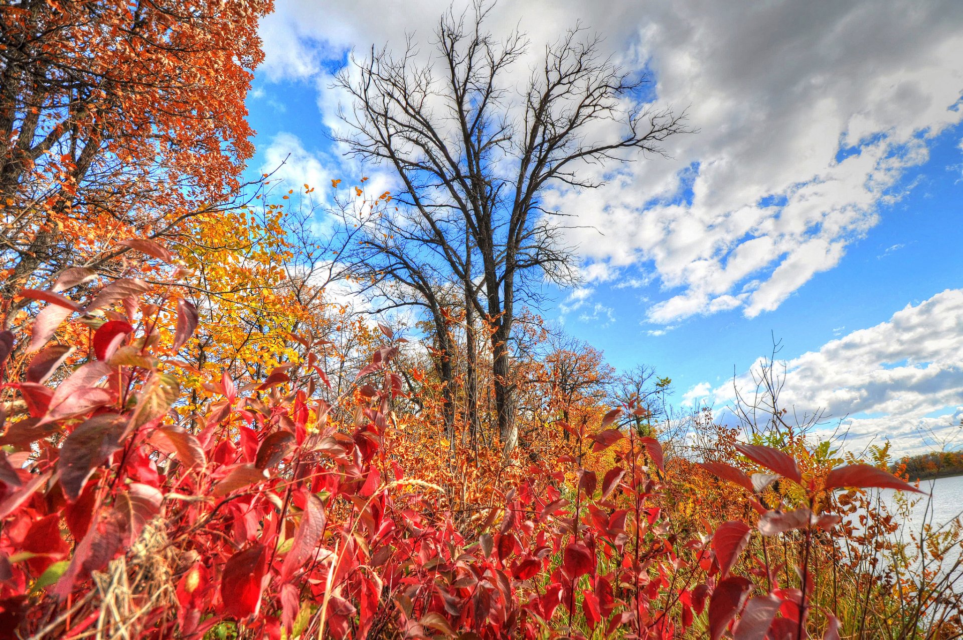 ky clouds river tree leaves autumn