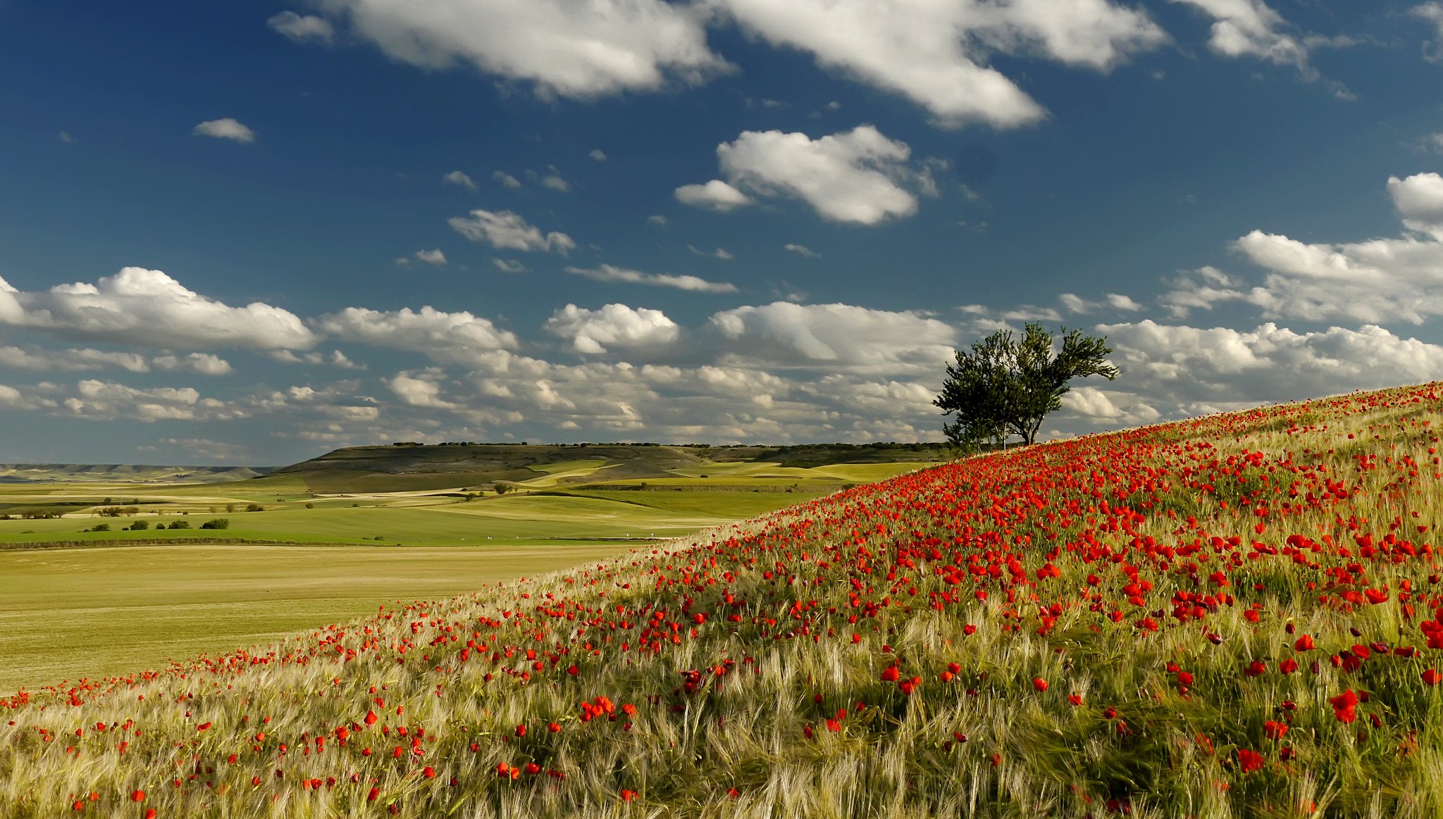 cielo nubes colinas campo árboles prado flores amapolas