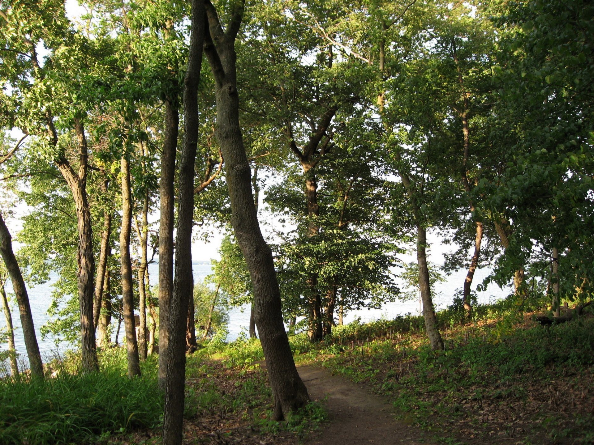 nature arbres sentier herbe photo