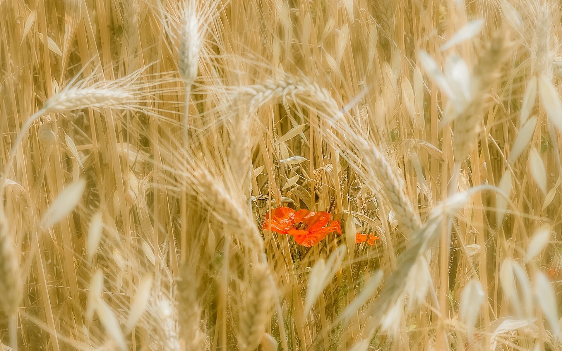 champ épis pavot fleur