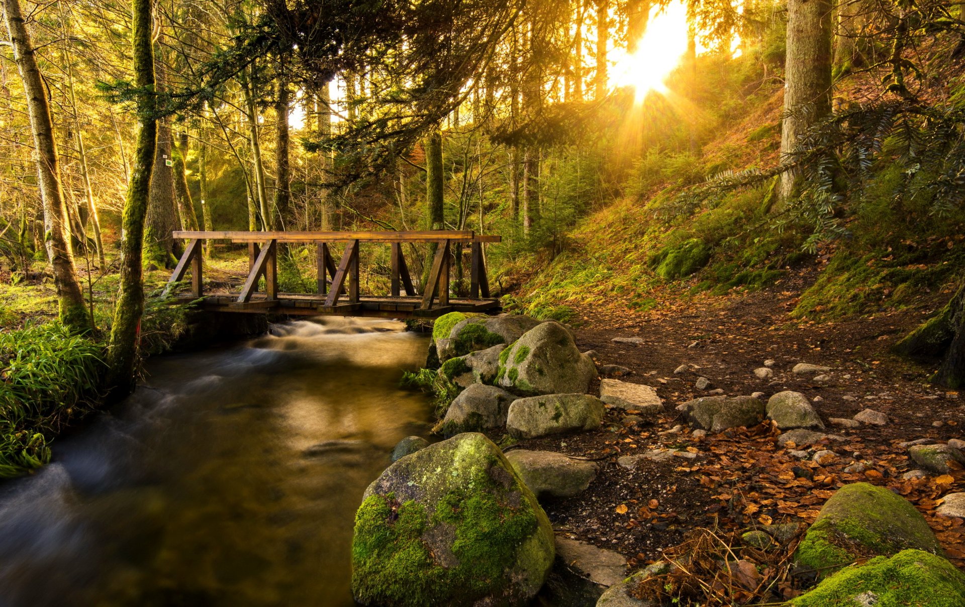 foresta alberi sentiero ponte ruscello pietre sole