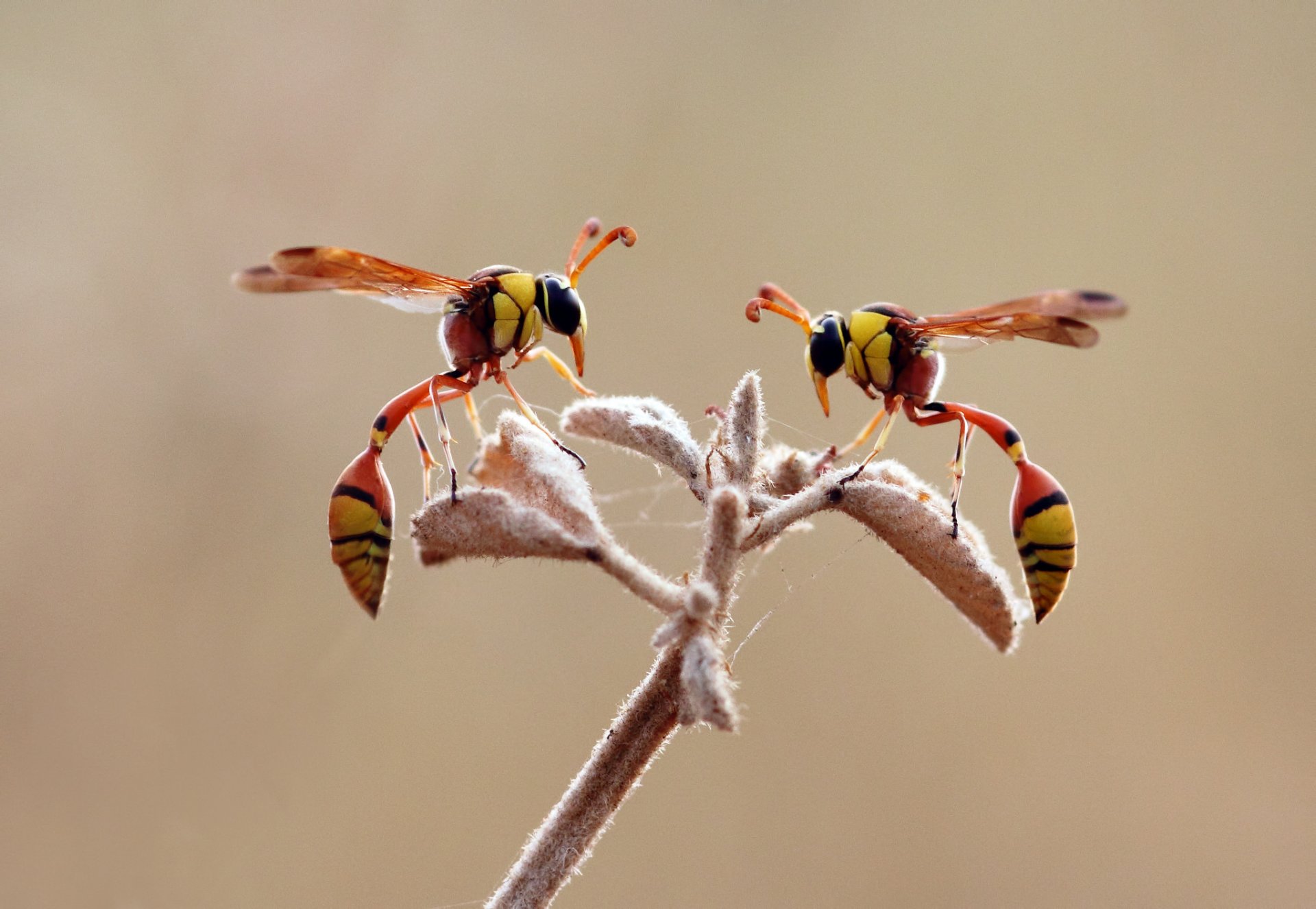 plant insect wasp close up