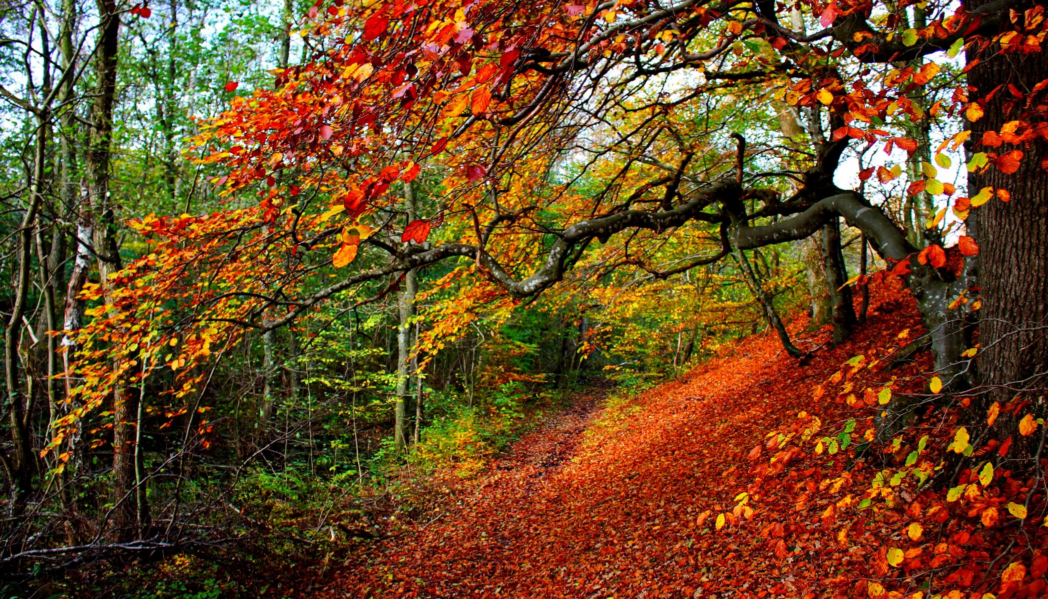 nature forest park trees leaves colorful road autumn fall colors walk