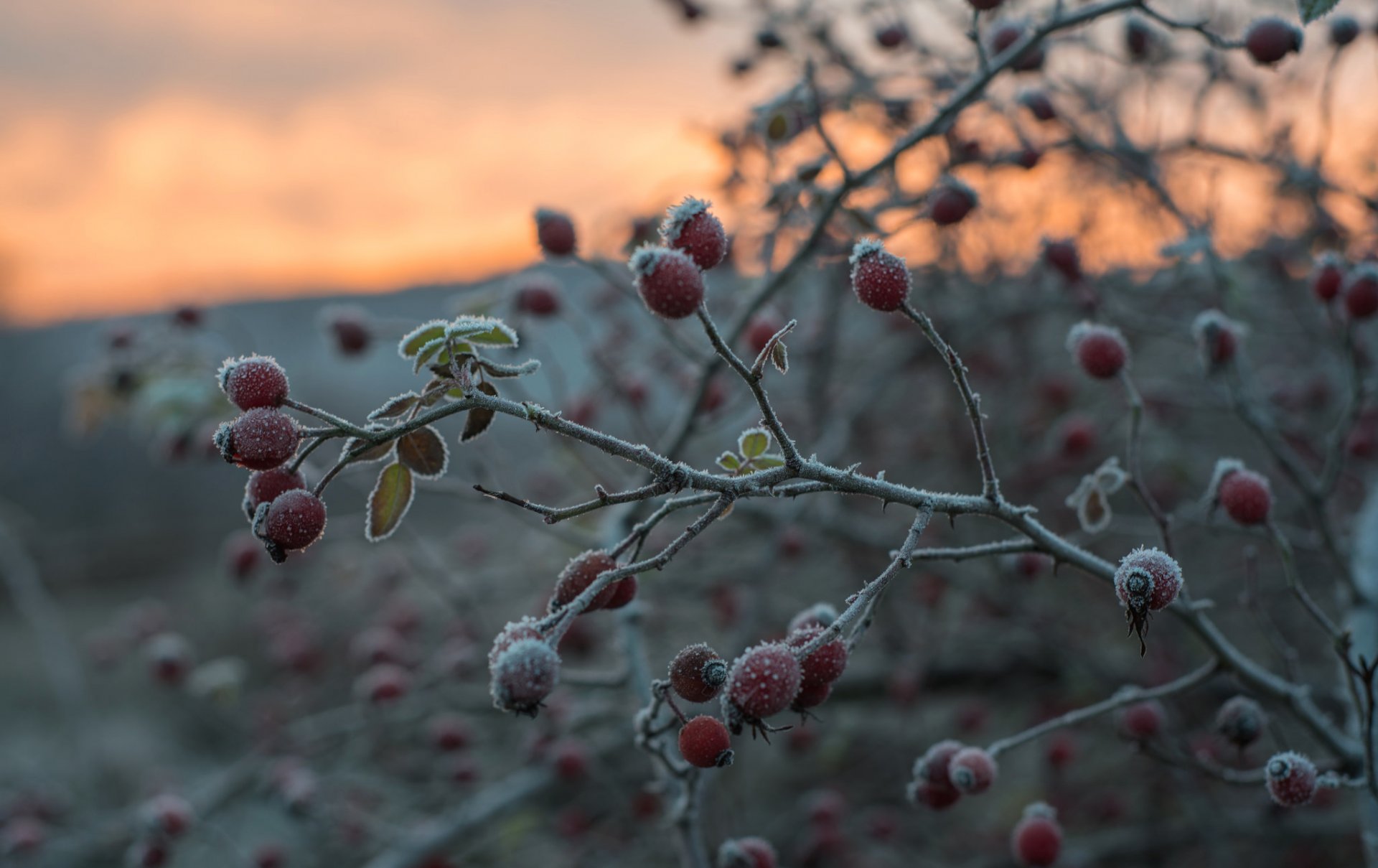 arbusto ramas frutas escarcha otoño