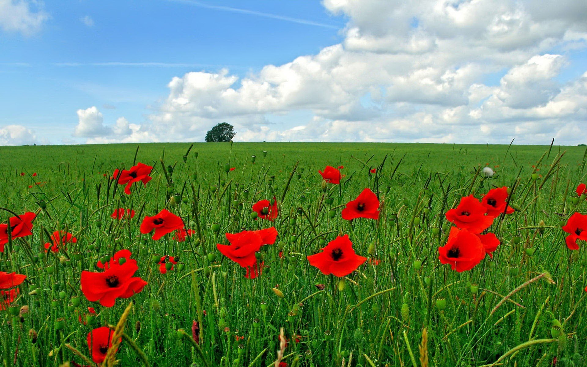 the field green poppie