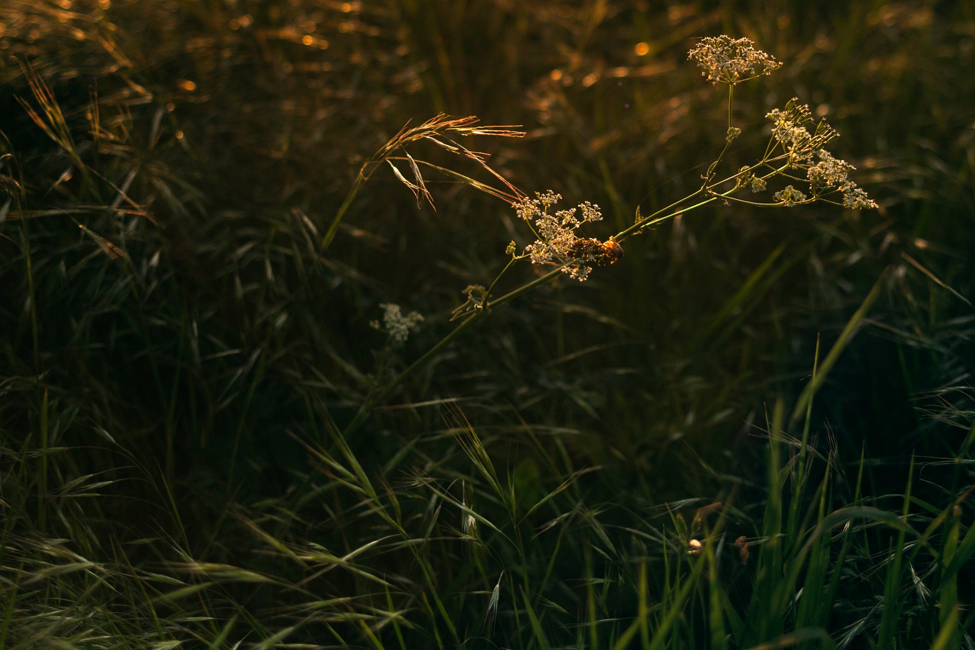 herbe gros plan lumière du soleil