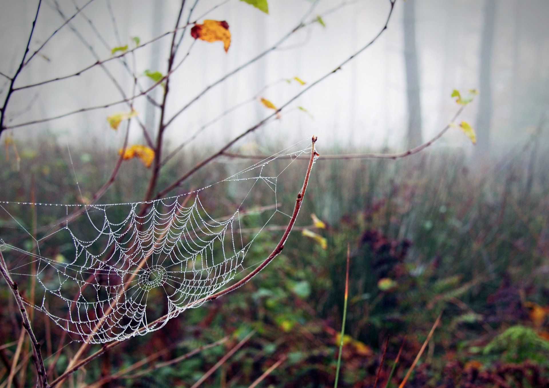 telaraña rocío otoño