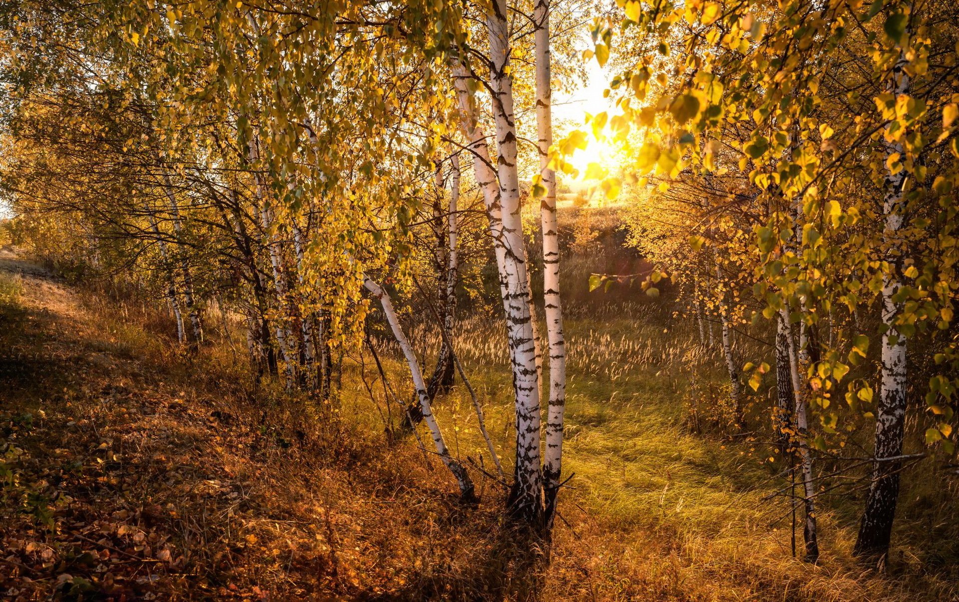 autunno natura