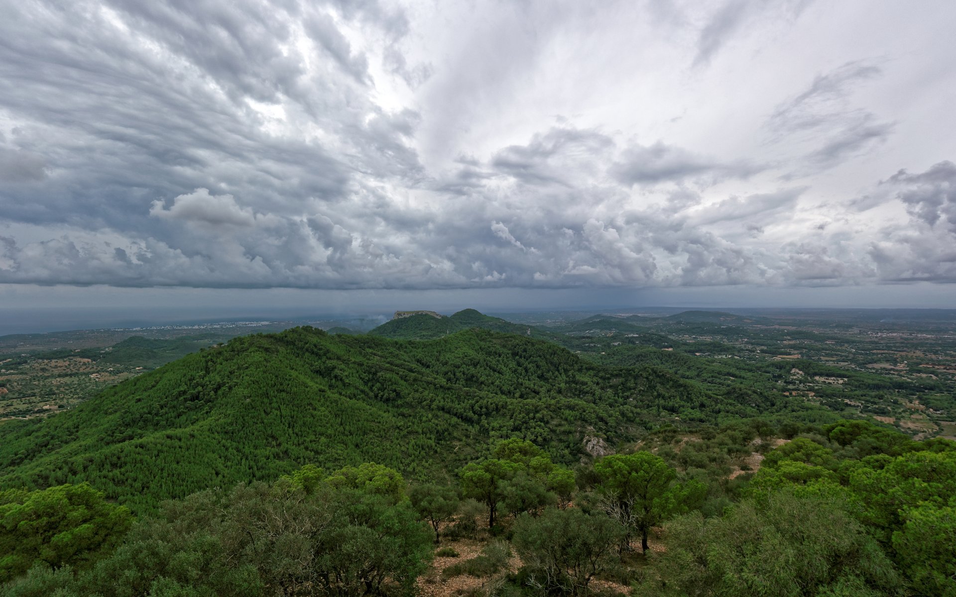 san salvador na majorce baleary hiszpania drzewa las natura