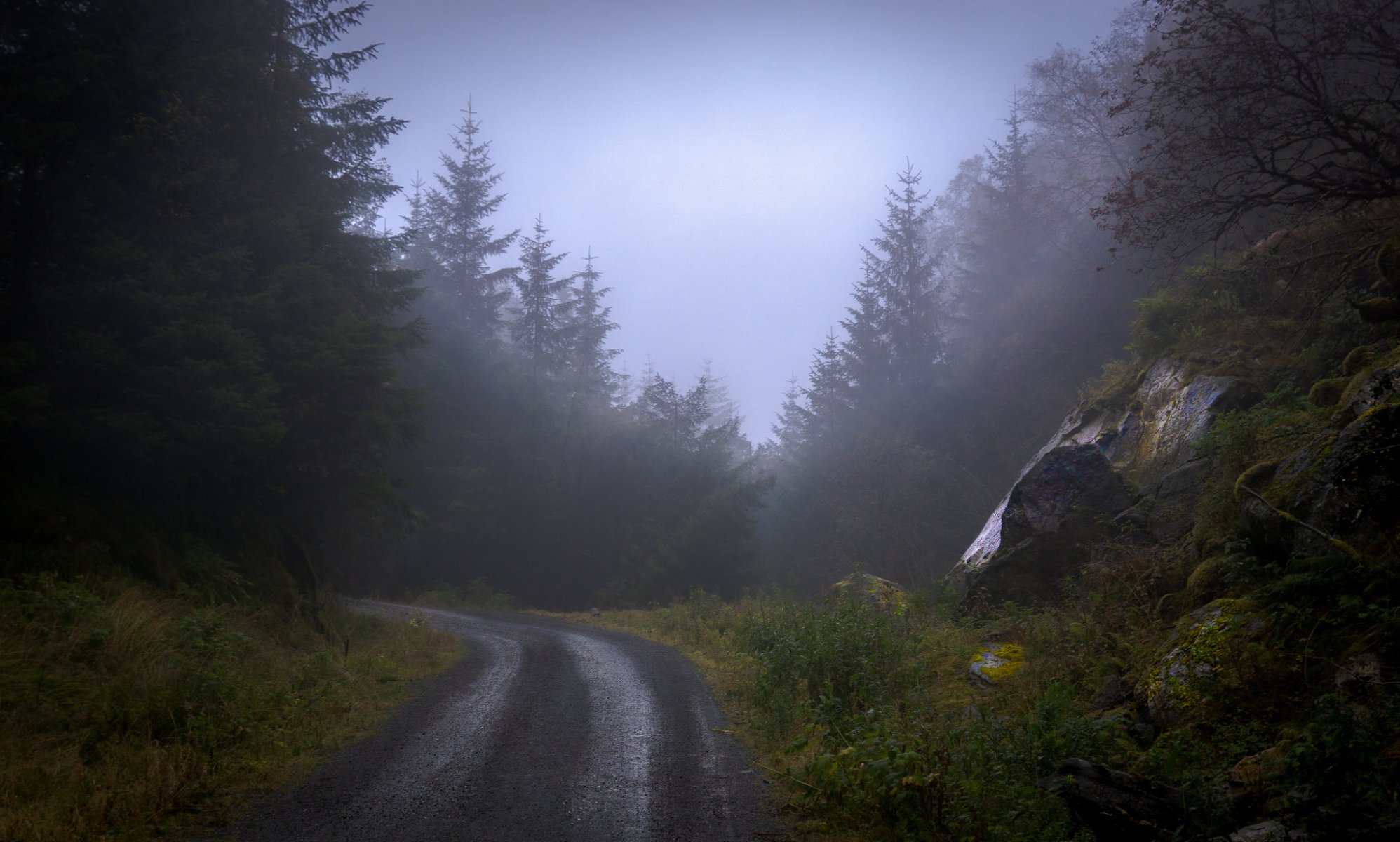 foresta alberi strada nebbia rocce natura