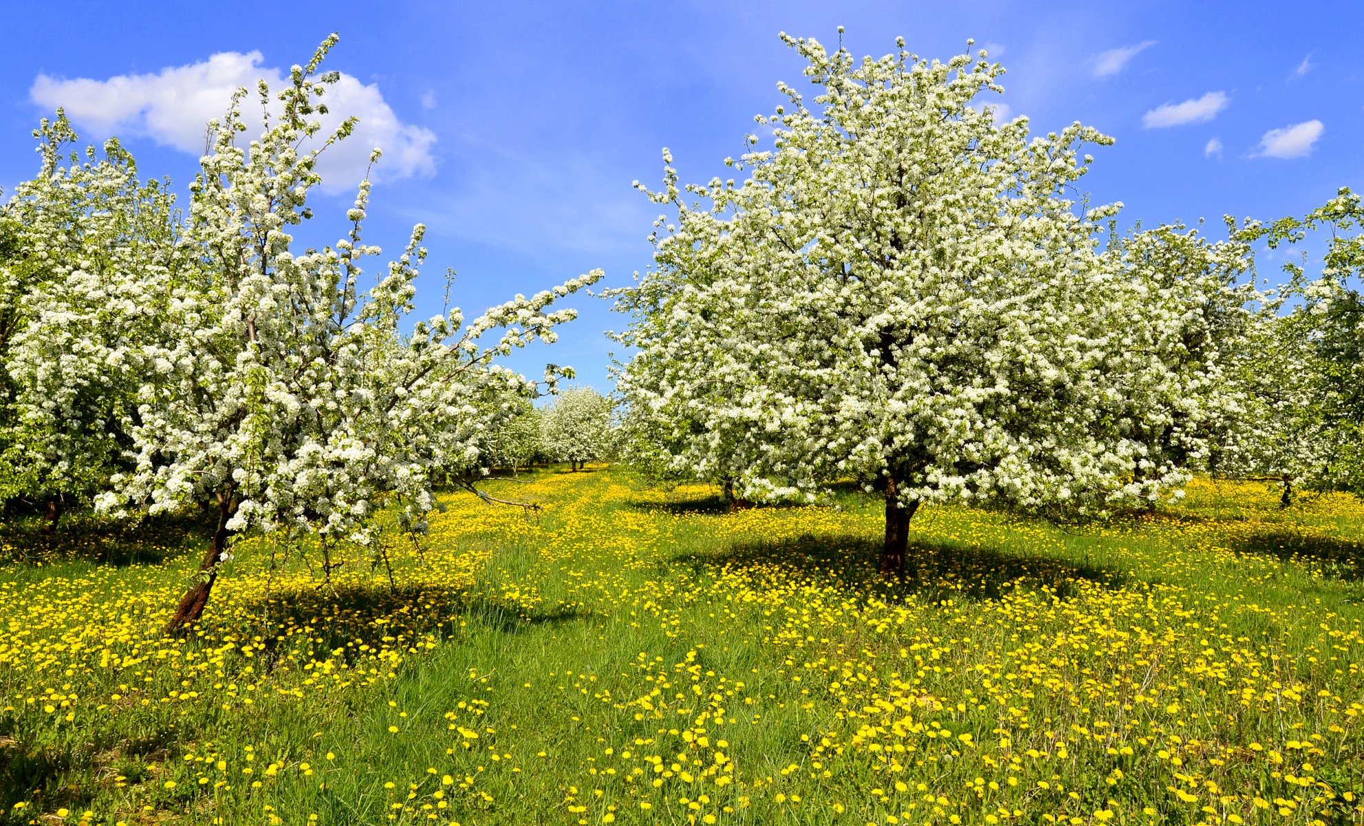 printemps arbres fleur herbe pissenlits jaune ciel nuages soleil