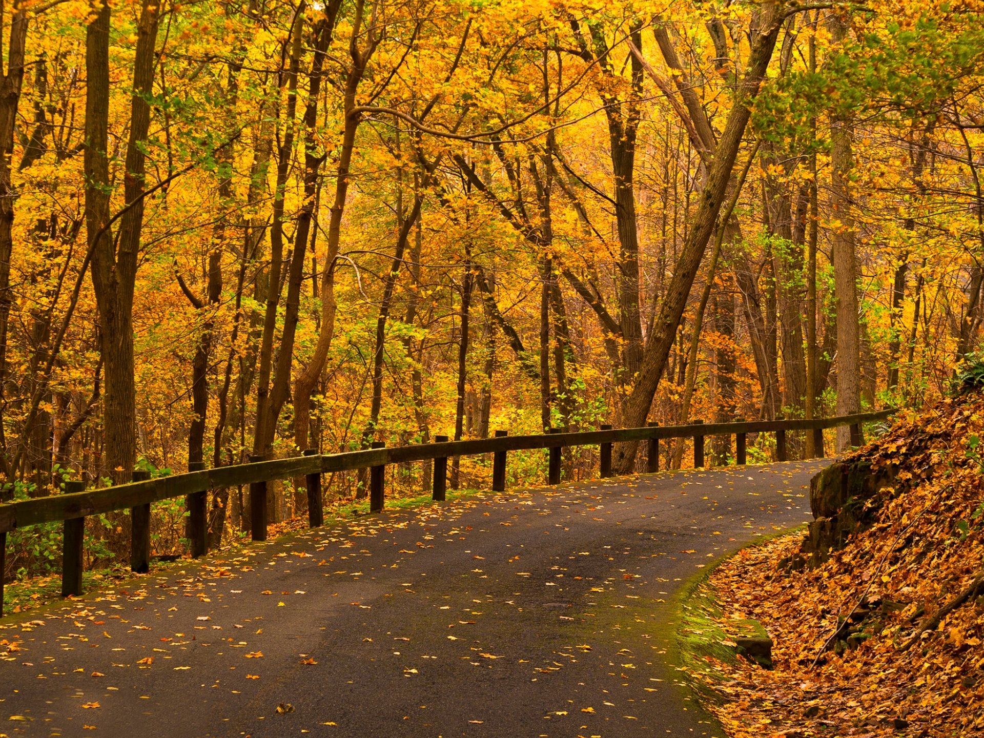 nature forest park trees leaves colorful road autumn fall colors walk