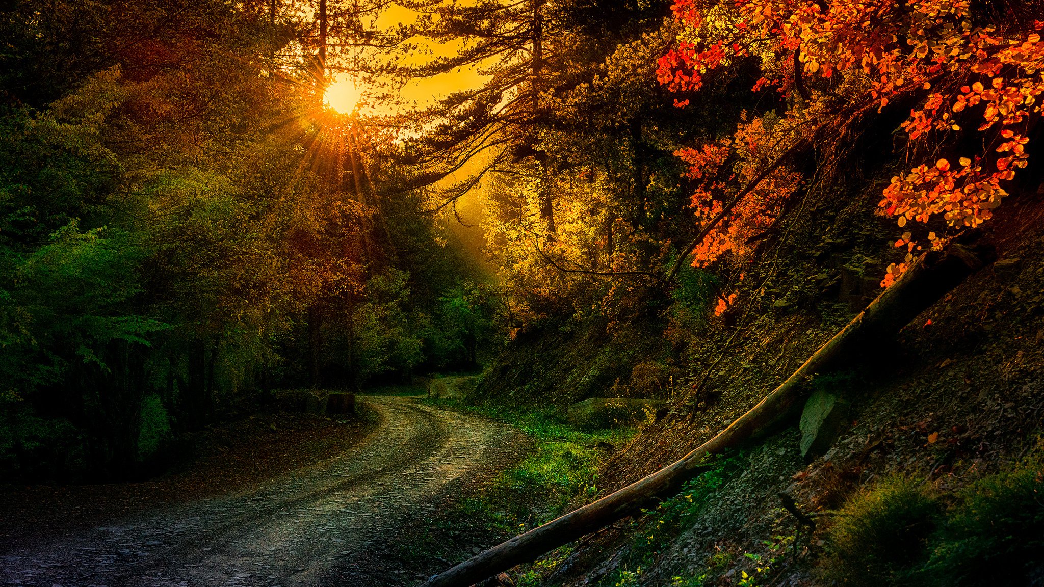 natura strada svolta alberi raggi