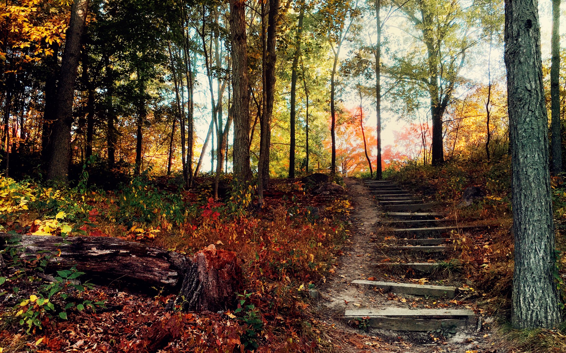 autunno foresta collina gradini scala