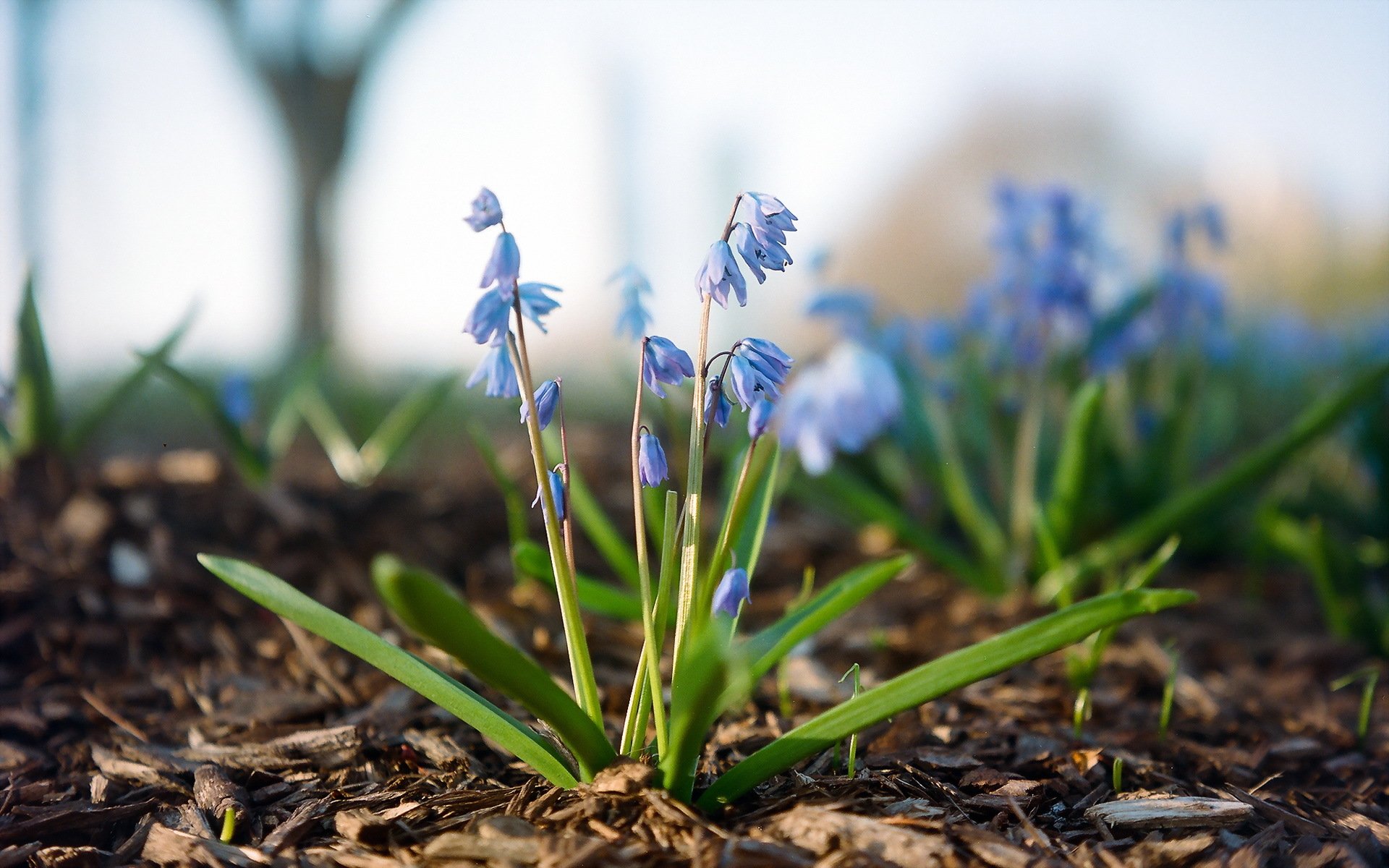 blume natur makro