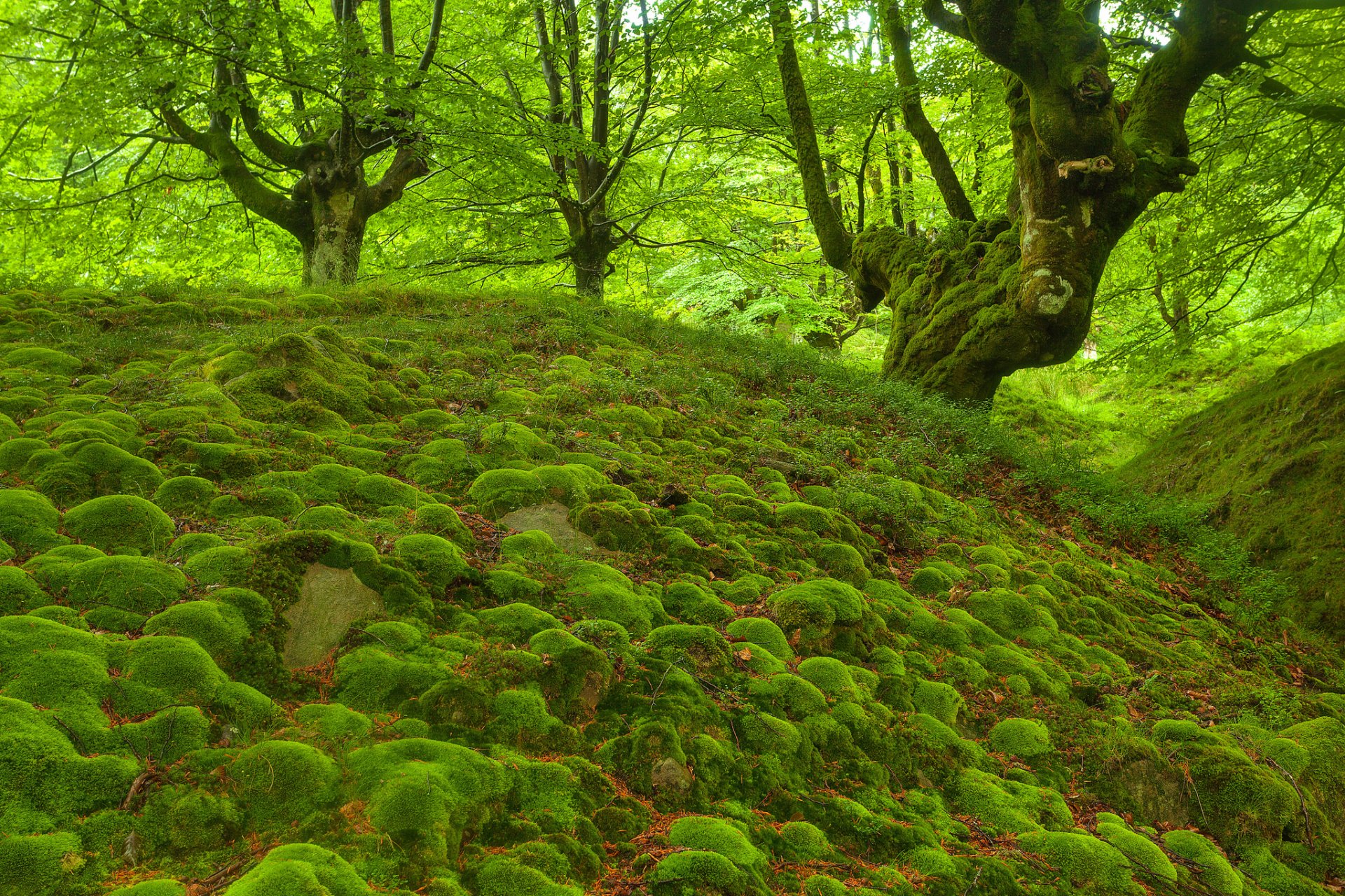 wald bäume steine moos