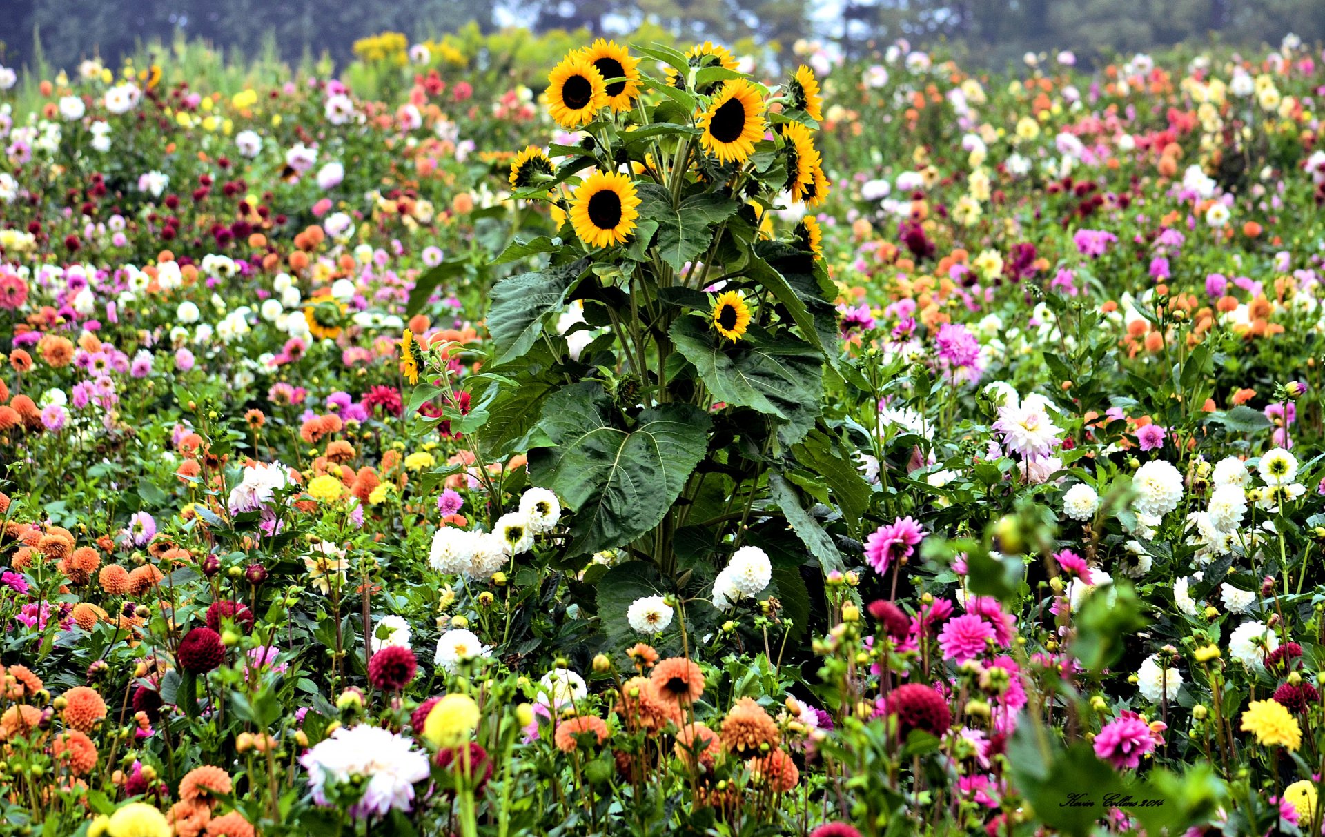 meadow the field supplies flower sunflower