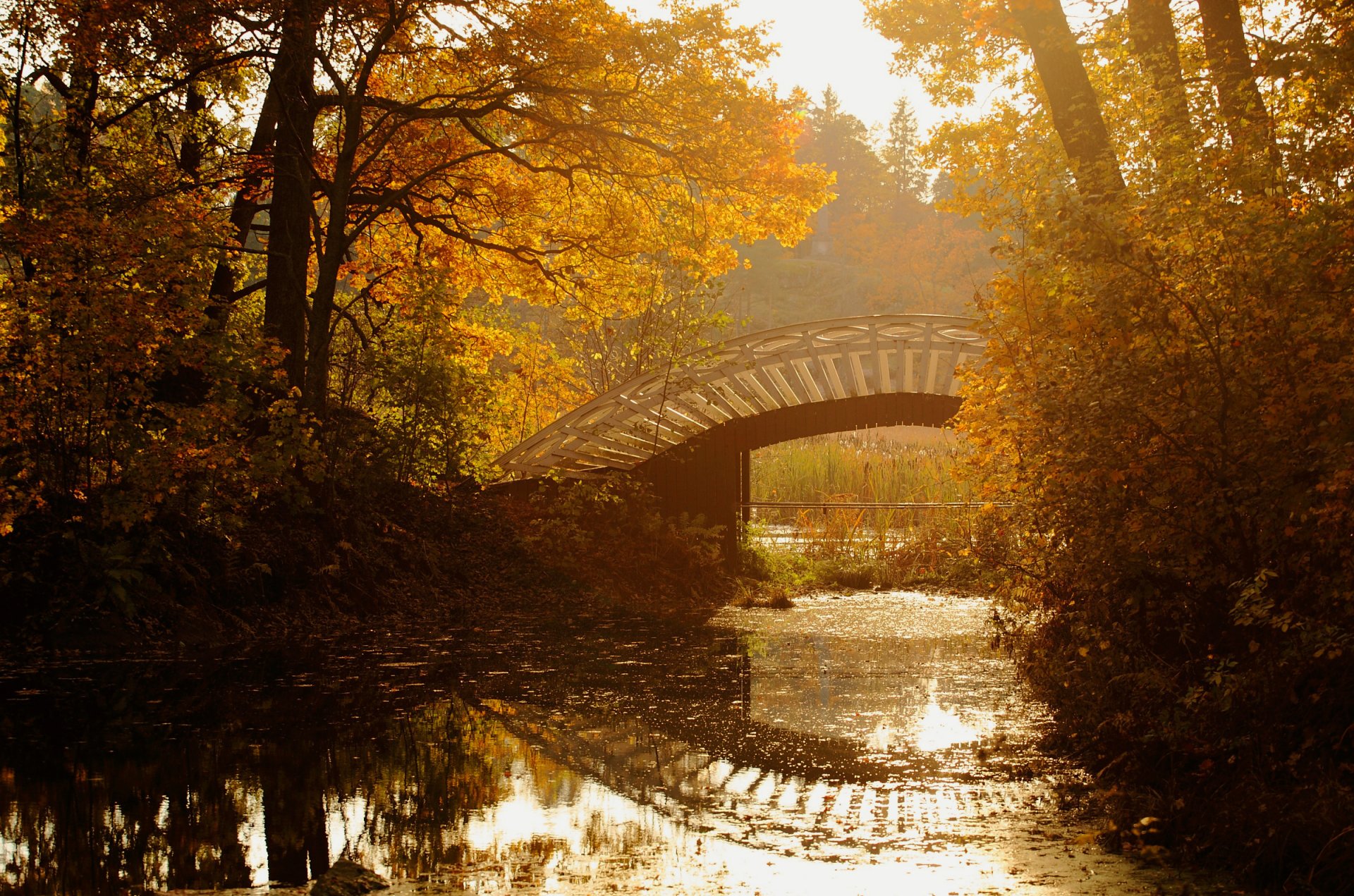 autumn park tree leaves yellow river bridge reeds water reflection